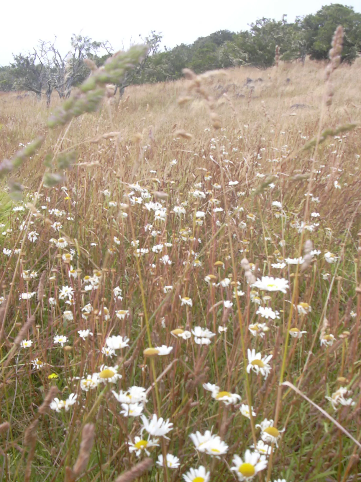 Oxeye Daisy (Chrysanthemum Leucanthemum) — spanning roughly 2 to 3 inches across; it boasts a height of approximately 1 to 3 feet and can spread out to about 1