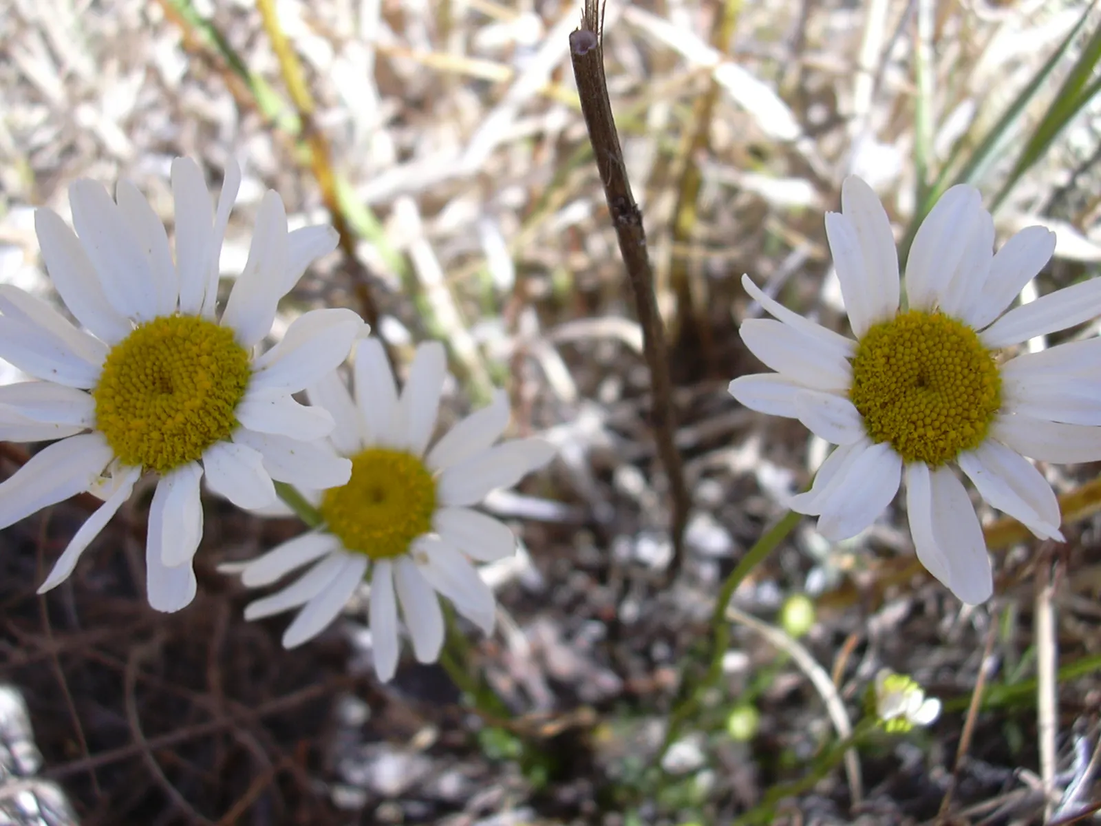 Oxeye Daisy (Chrysanthemum Leucanthemum) — thriving in USDA Hardiness Zones 3 to 8; perennial for full, image 79