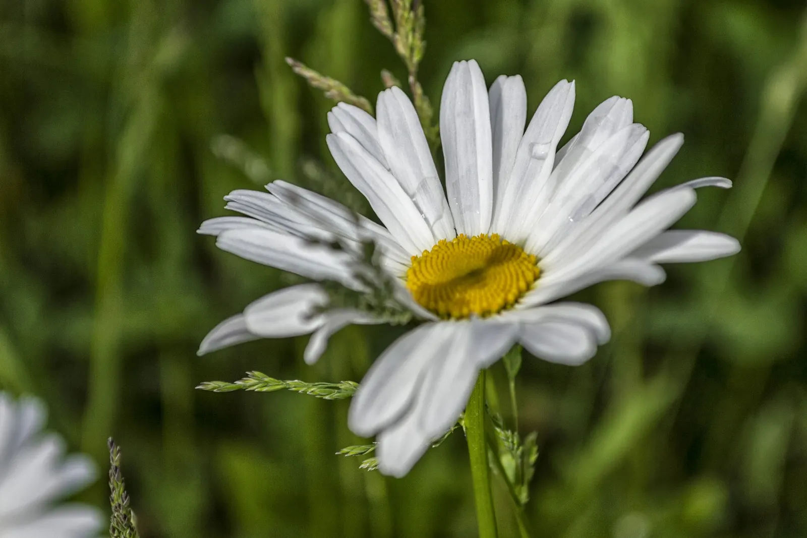 Oxeye Daisy (Chrysanthemum Leucanthemum) — The Ox-Eye Daisy (Chrysanthemum leucanthemum); this hardy plant reaches 1-3 feet in height and spreads, image 45