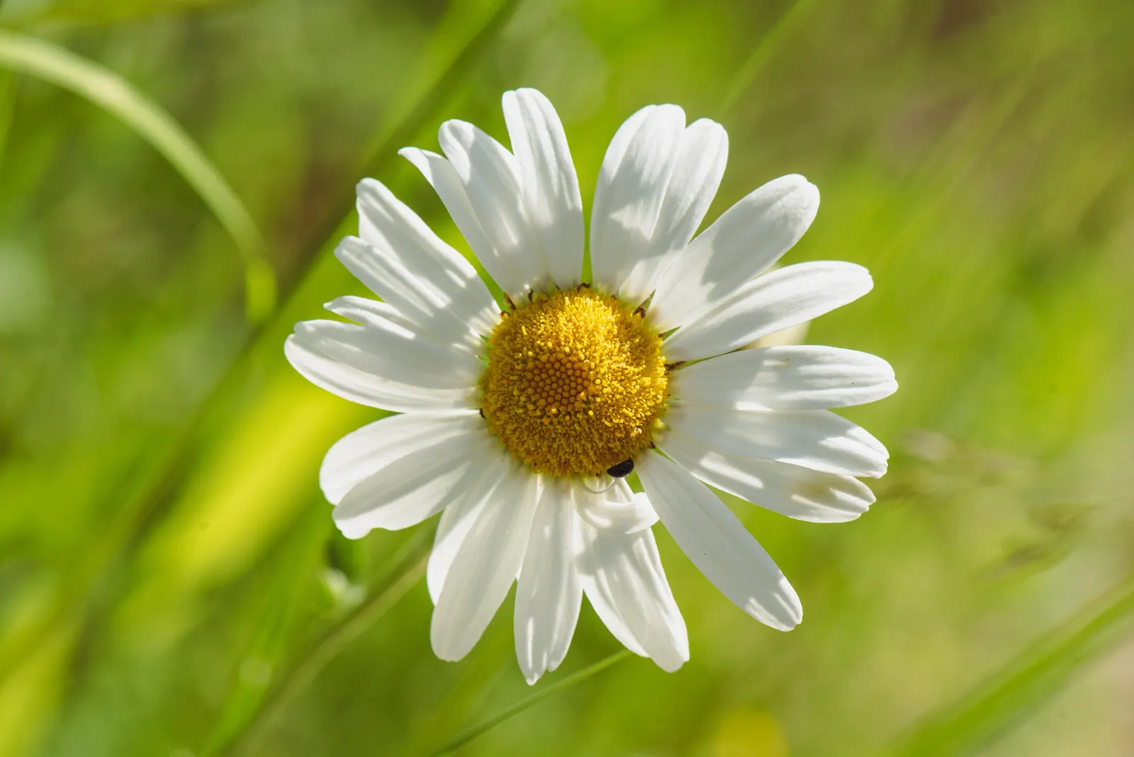 Oxeye Daisy (Chrysanthemum Leucanthemum) — is a perennial featuring classic white-petaled blooms with sunny yellow centers; it is also recognized, image 69