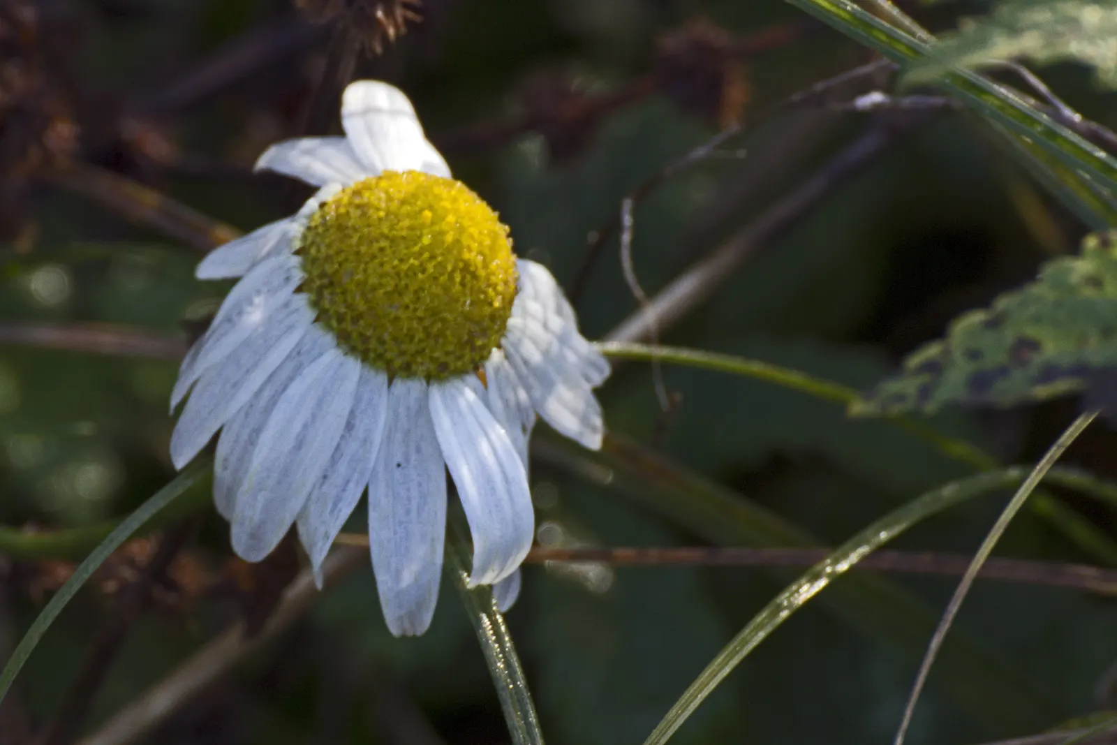 Oxeye Daisy (Chrysanthemum Leucanthemum) — wildflower appeal and a dash of cottage charm; multi-colored and white and yellow flowers in the garden, image 63