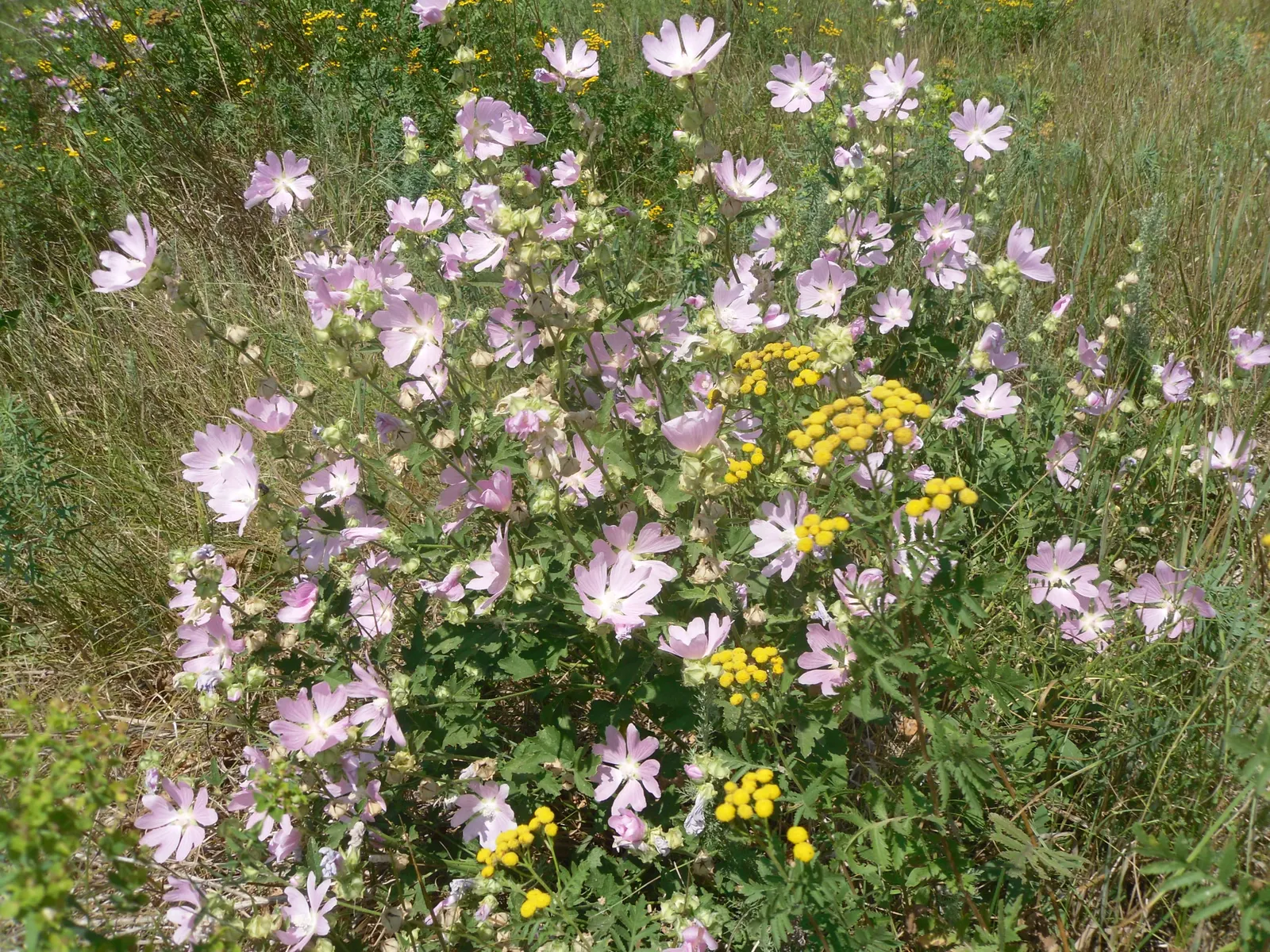 Oxeye Daisy (Chrysanthemum Leucanthemum) — perennial for full; wildflower appeal and a dash of cottage charm