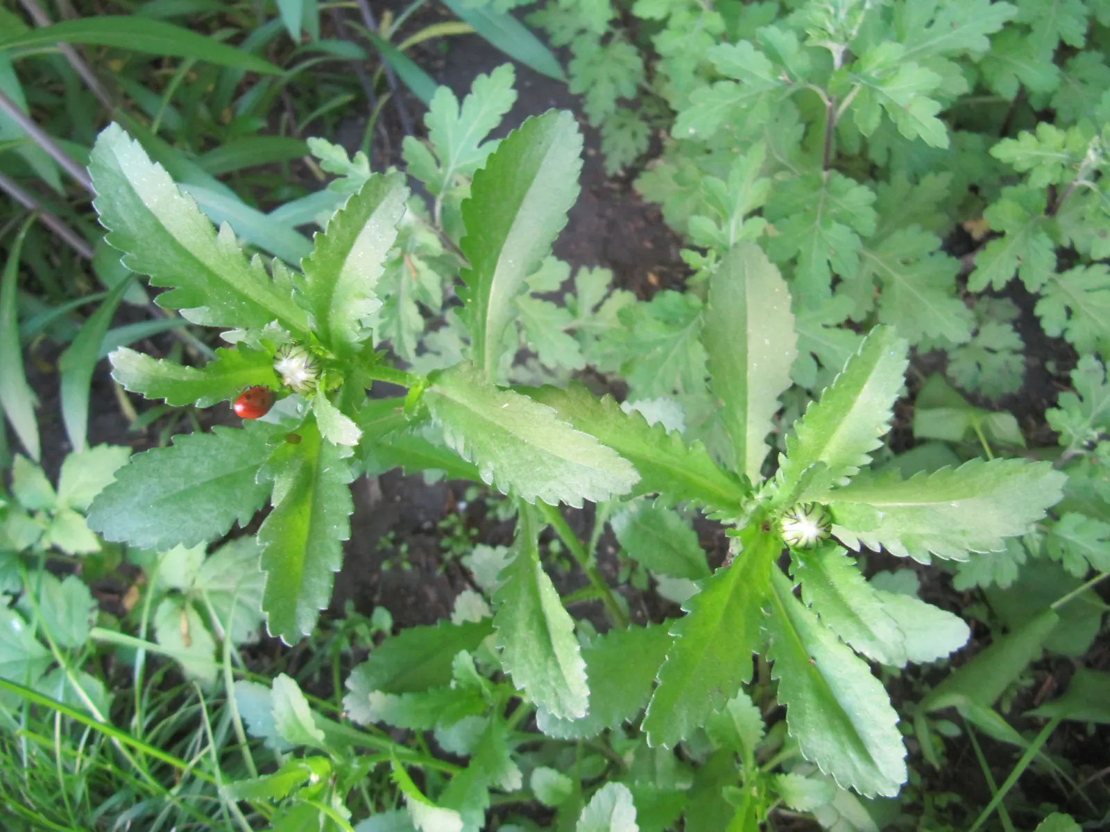 Oxeye Daisy (Chrysanthemum Leucanthemum) — Blooming profusely from early to mid-summer; perennial with multi-colored and white and yellow blooms, image 60