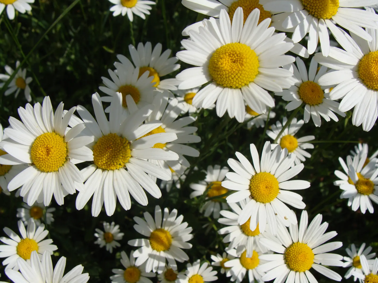 Oxeye Daisy (Chrysanthemum Leucanthemum) — Blooming profusely from early to mid-summer; perennial with multi-colored and white and yellow blooms