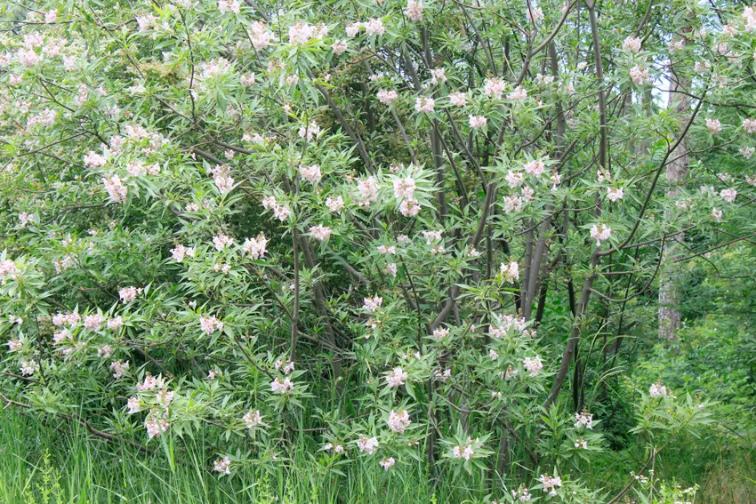 Pink Dawn Chitalpa (Chitalpa X Tashkentensis 'Pink Dawn') — giving it a delicate texture in the landscape; willow-like leaves are bright green