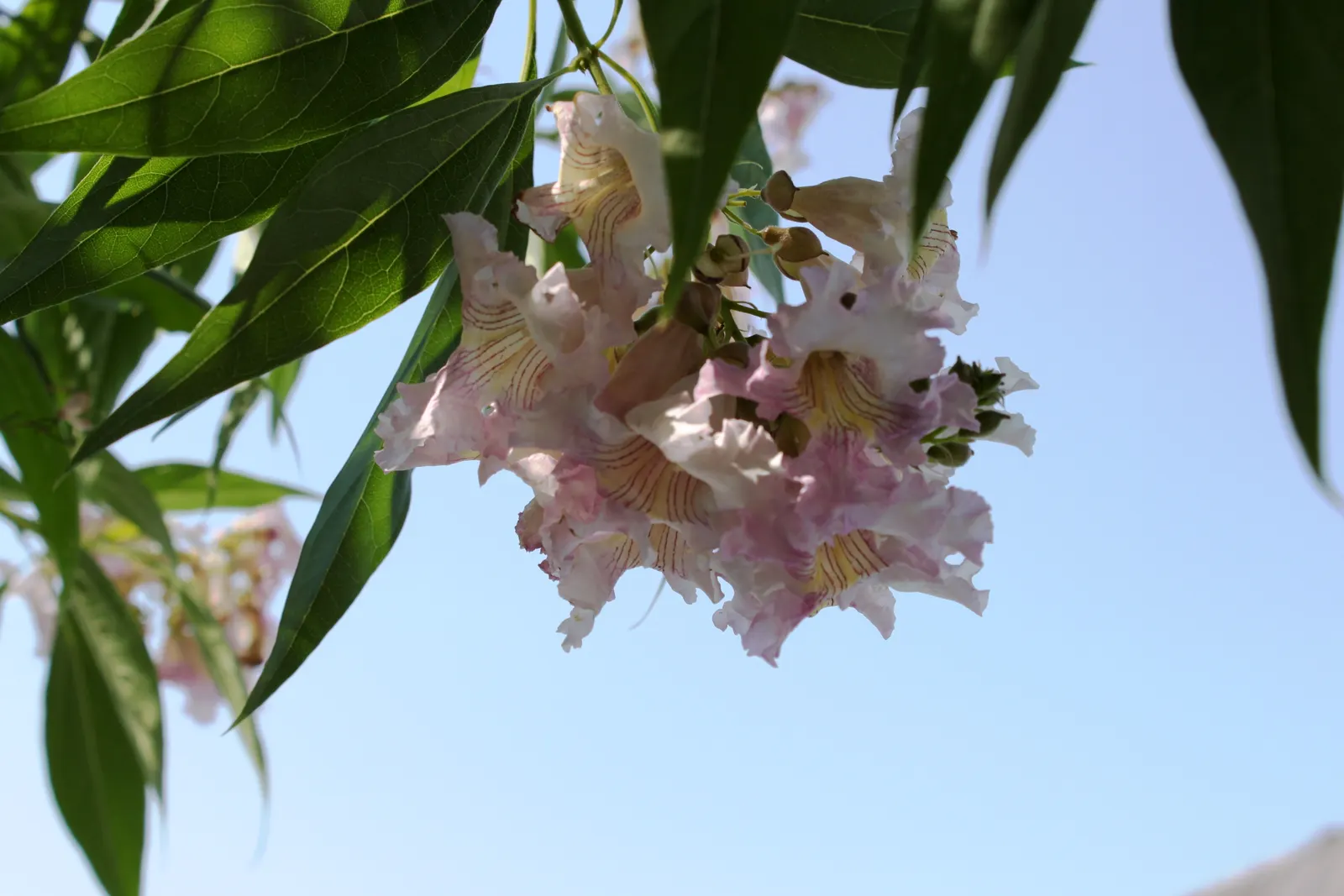 Pink Dawn Chitalpa (Chitalpa X Tashkentensis 'Pink Dawn') — giving it a delicate texture in the landscape