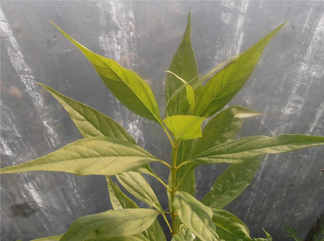 Pink Dawn Chitalpa (Chitalpa X Tashkentensis 'Pink Dawn') — In USDA hardiness zones 6 through 9