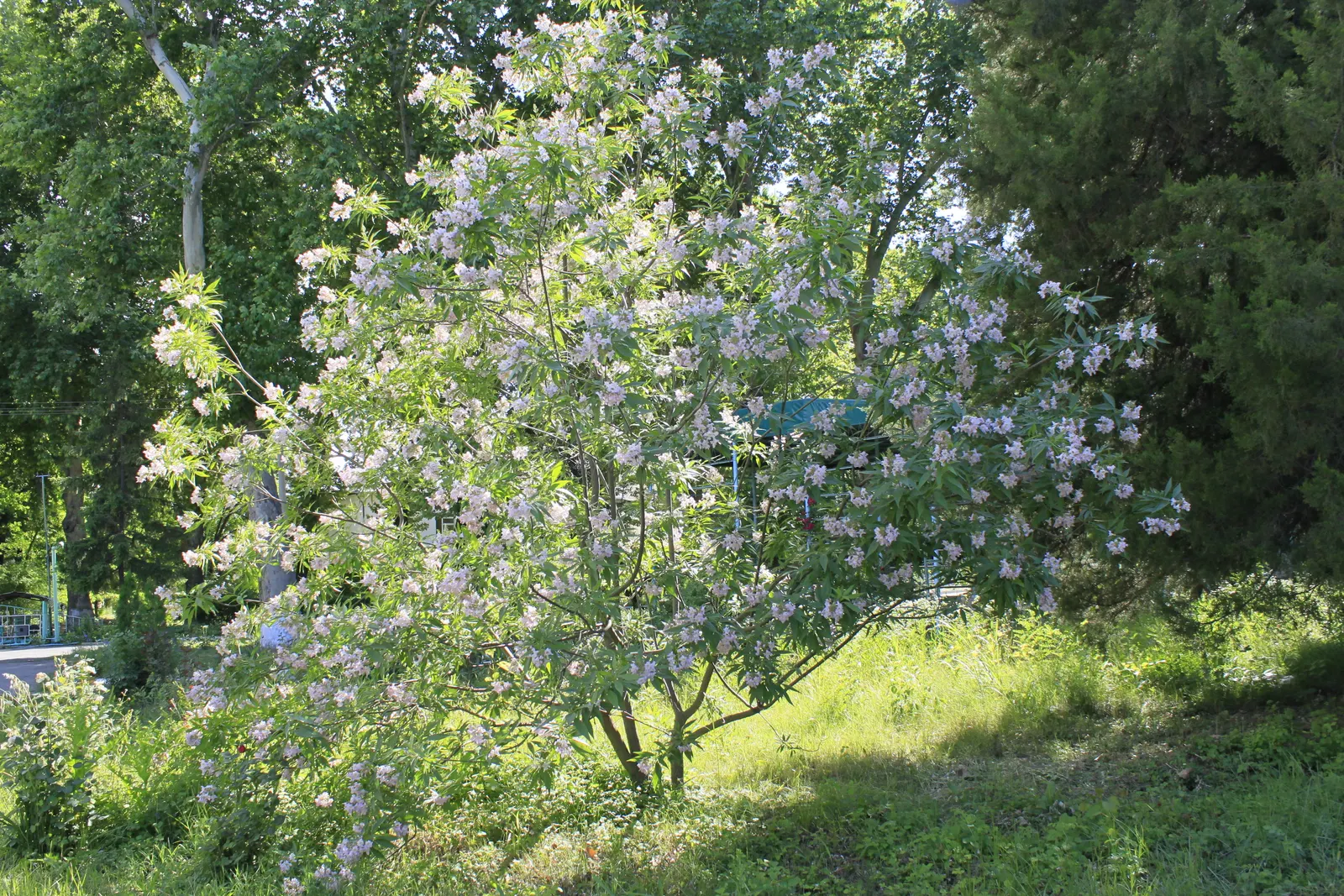Pink Dawn Chitalpa (Chitalpa X Tashkentensis 'Pink Dawn') — this tree thrives in full sun exposures