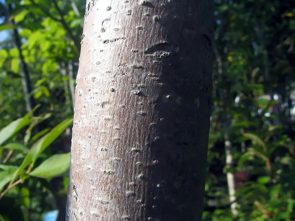 Pink Dawn Chitalpa (Chitalpa X Tashkentensis 'Pink Dawn') — tree for full