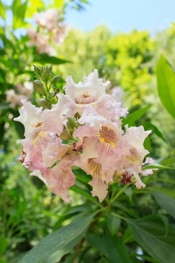 Pink Dawn Chitalpa (Chitalpa X Tashkentensis 'Pink Dawn') — The Pink Dawn Chitalpa (Chitalpa x tashkentensis 'Pink Dawn') is a deciduous hybrid tree