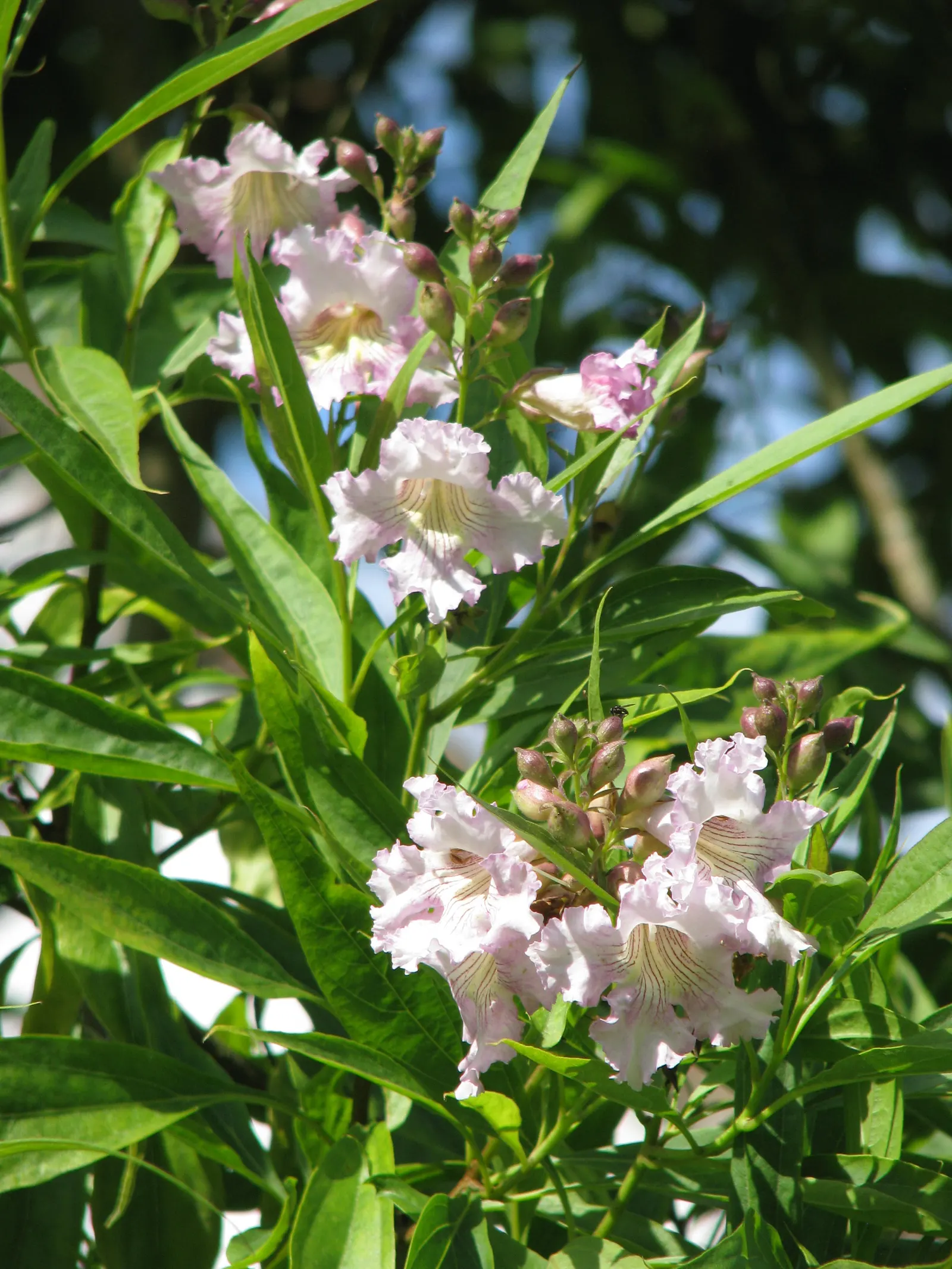 Pink Dawn Chitalpa (Chitalpa X Tashkentensis 'Pink Dawn') — With a mature height of 20-30 feet and a spread of 20-25 feet