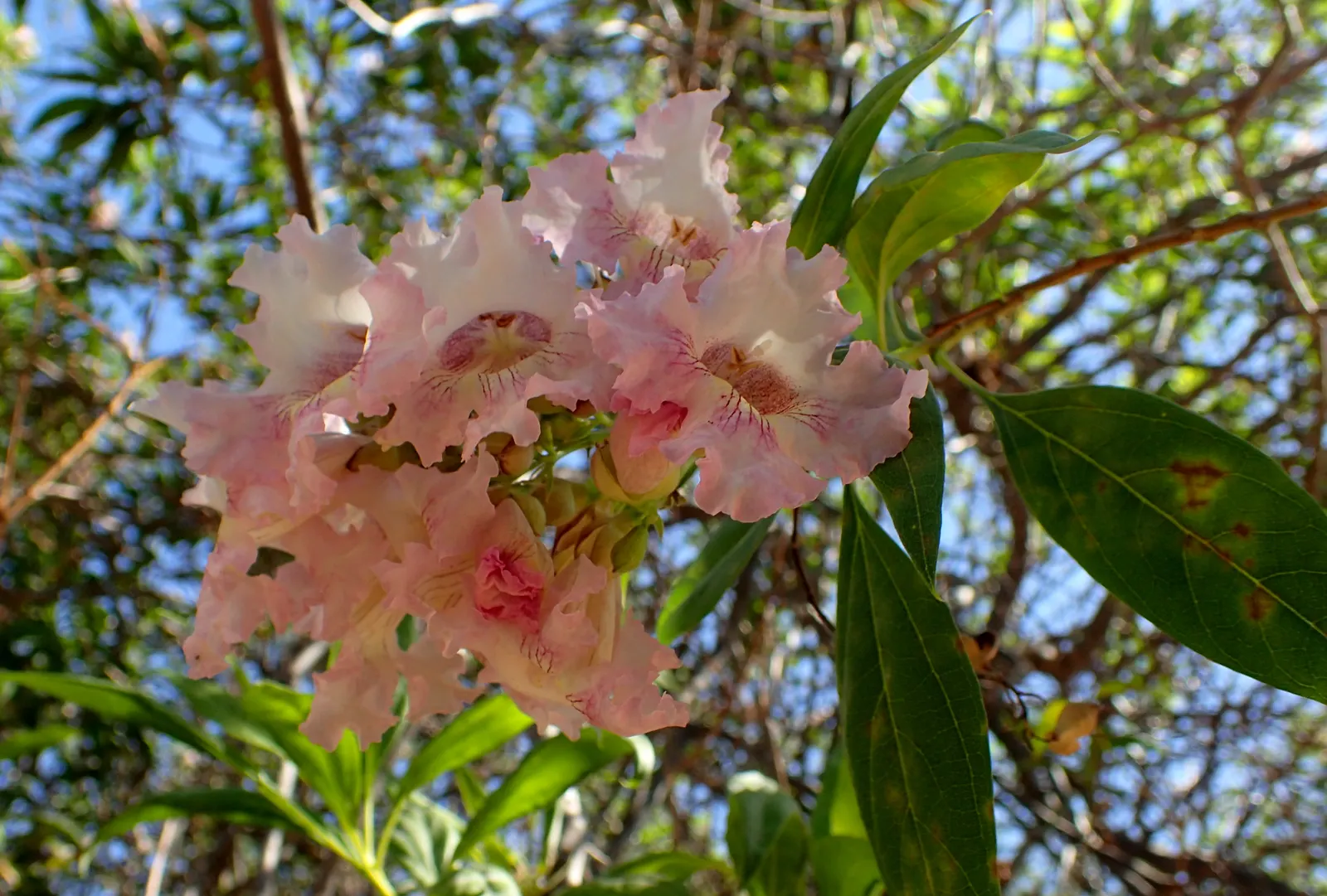 Pink Dawn Chitalpa (Chitalpa X Tashkentensis 'Pink Dawn') — The Pink Dawn Chitalpa (Chitalpa x tashkentensis 'Pink Dawn') is a deciduous hybrid tree; this