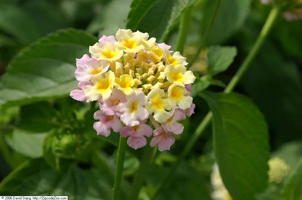 Pink Dawn Chitalpa (Chitalpa X Tashkentensis 'Pink Dawn') — willow-like leaves are bright green; tree for full