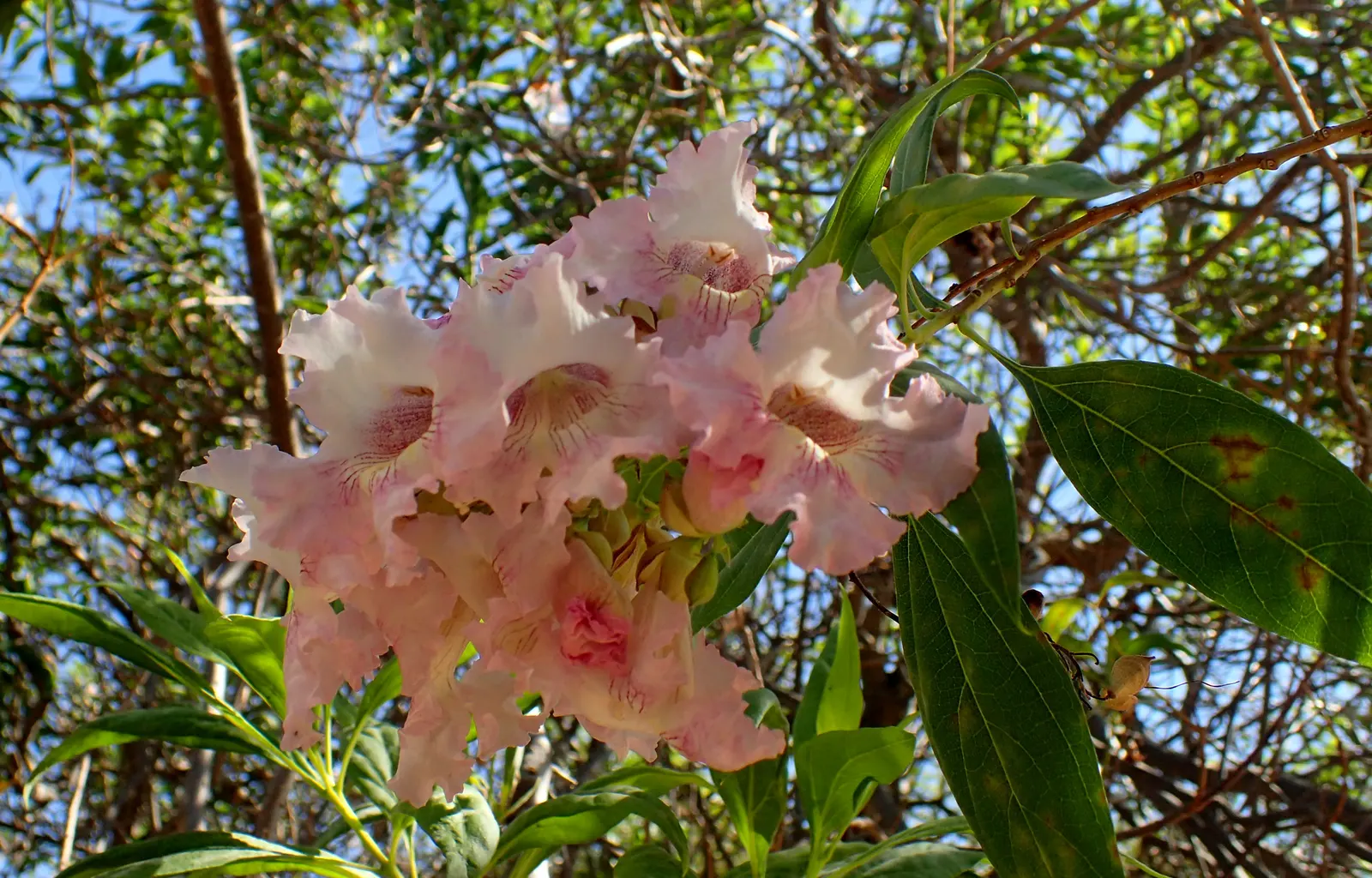 Pink Dawn Chitalpa (Chitalpa X Tashkentensis 'Pink Dawn') — this drought-tolerant tree offers a fast-growing canopy and a moderate root system; pale pink