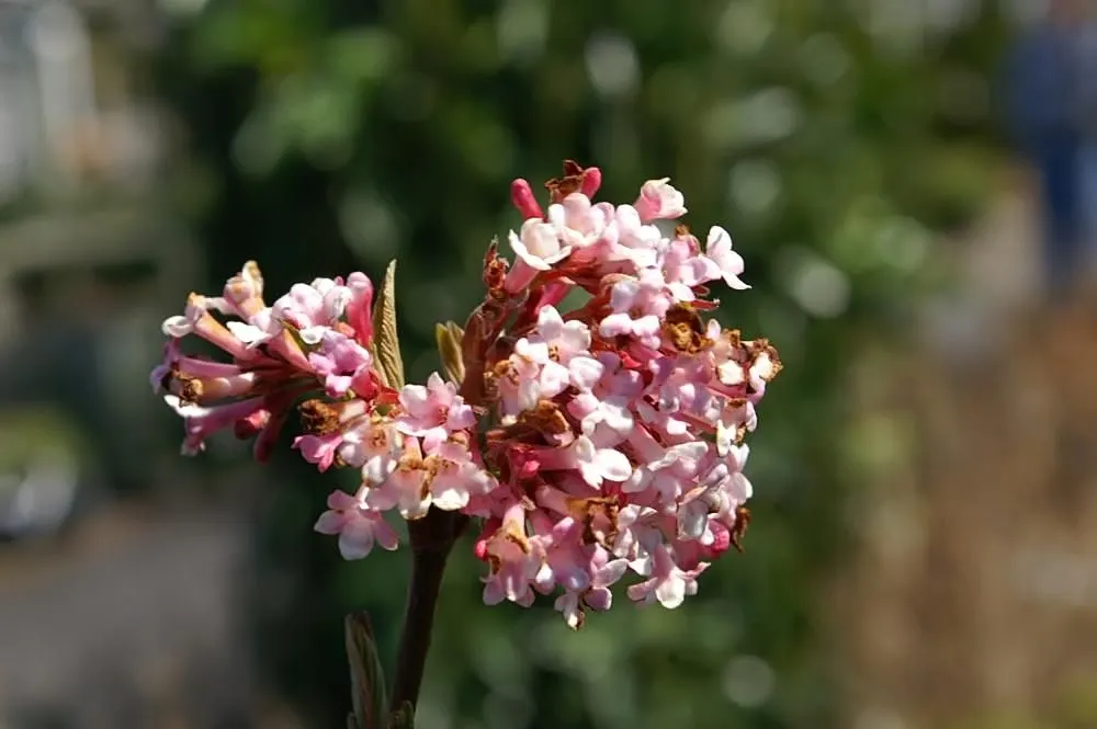 Pink Dawn Chitalpa (Chitalpa X Tashkentensis 'Pink Dawn') — making it suitable for xeriscaping