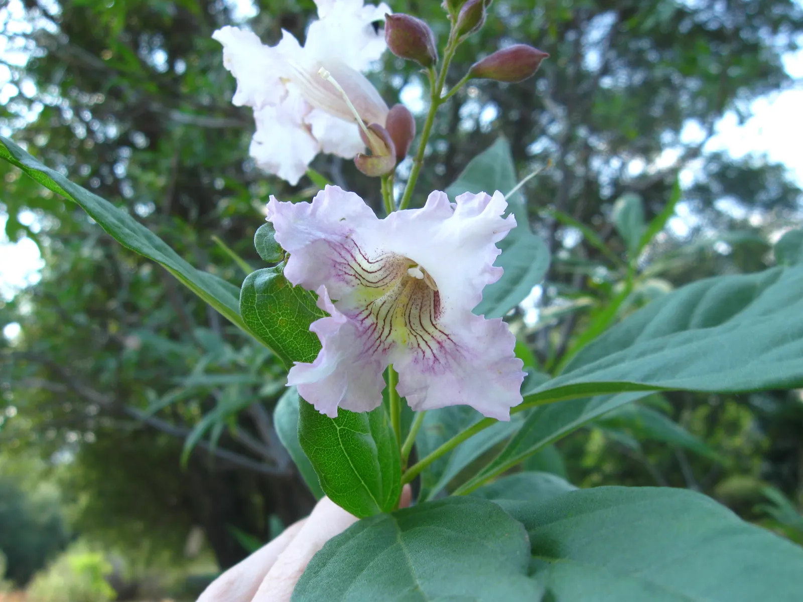 Pink Dawn Chitalpa (Chitalpa X Tashkentensis 'Pink Dawn') — this tree requires minimal pruning and is relatively disease and pest-resistant