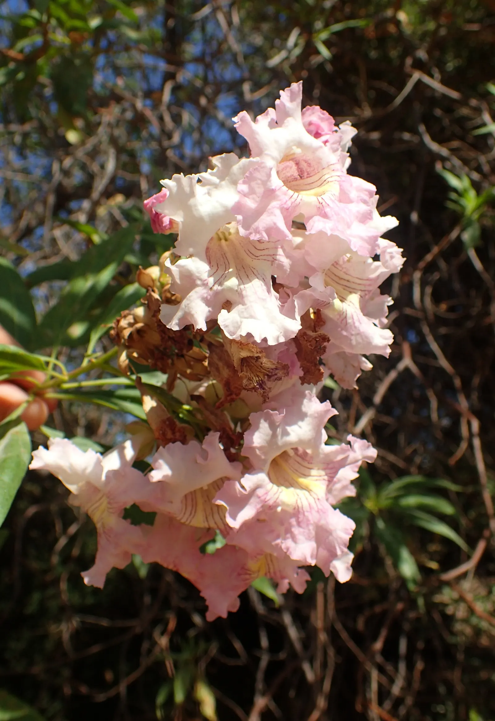 Pink Dawn Chitalpa (Chitalpa X Tashkentensis 'Pink Dawn') — It prefers full sun and well-draining soil, adding a splash of color with minimal maintenance