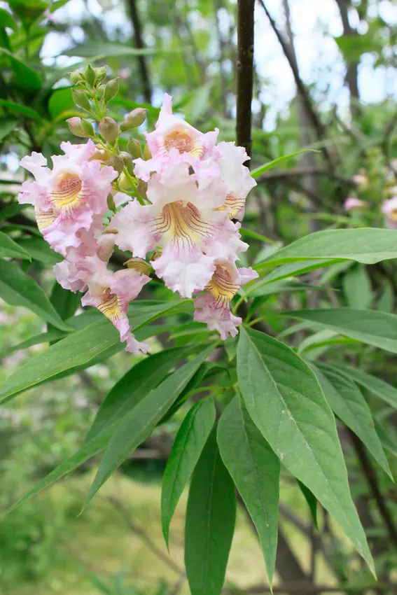 Pink Dawn Chitalpa (Chitalpa X Tashkentensis 'Pink Dawn') — bringing a splash of soft color and attracting hummingbirds and other pollinators