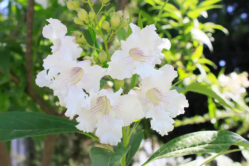 Pink Dawn Chitalpa (Chitalpa X Tashkentensis 'Pink Dawn') — ensuring the best flowering and form.<br><br>With a moderate to fast growth rate