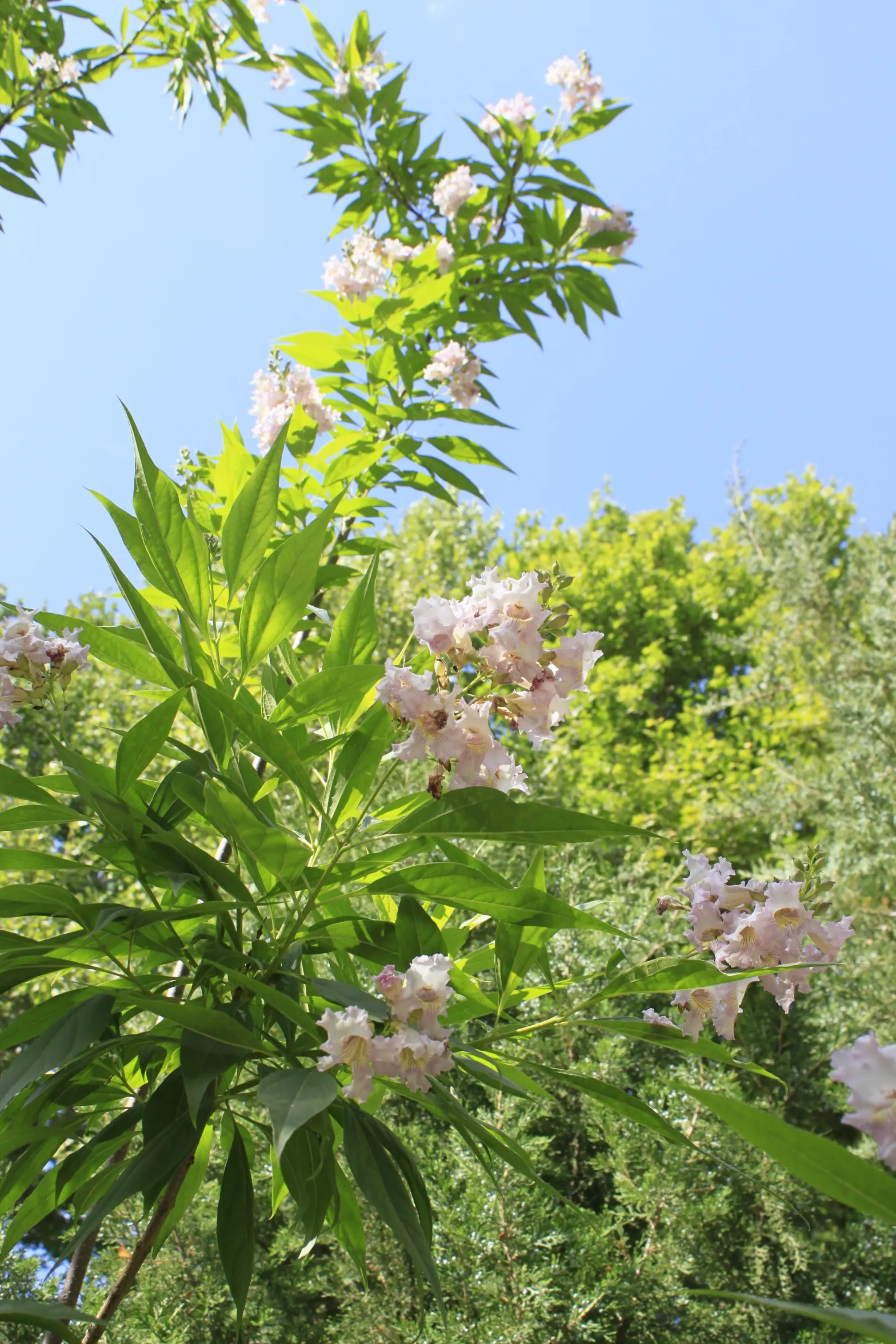 Pink Dawn Chitalpa (Chitalpa X Tashkentensis 'Pink Dawn') — With a mature height of 20-30 feet and a spread of 20-25 feet; although it can be susceptible to