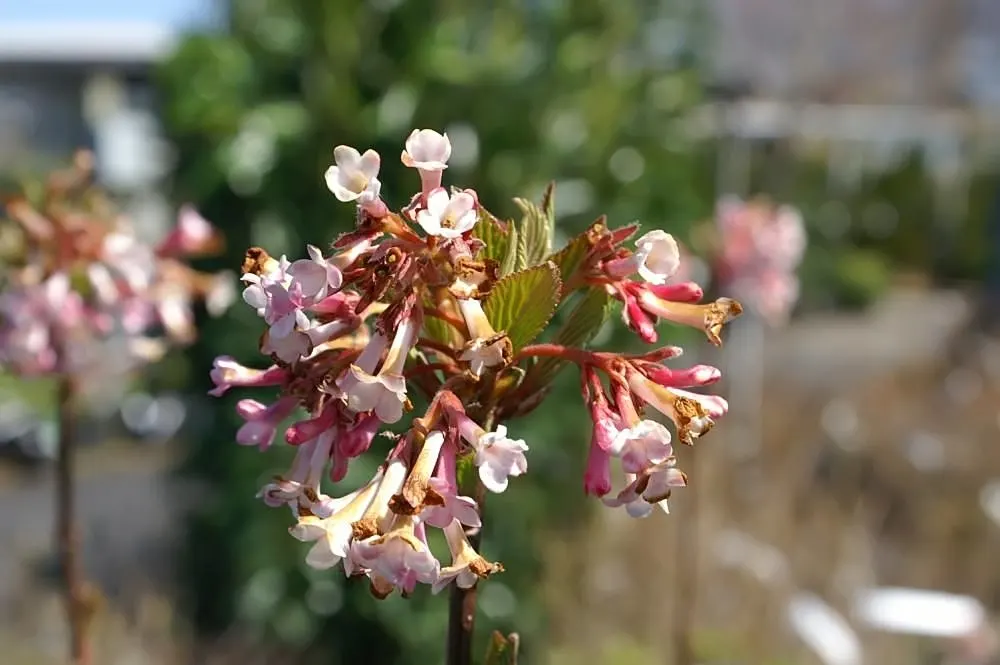 Pink Dawn Chitalpa (Chitalpa X Tashkentensis 'Pink Dawn') — this chitalpa erupts in a profusion of trumpet-shaped