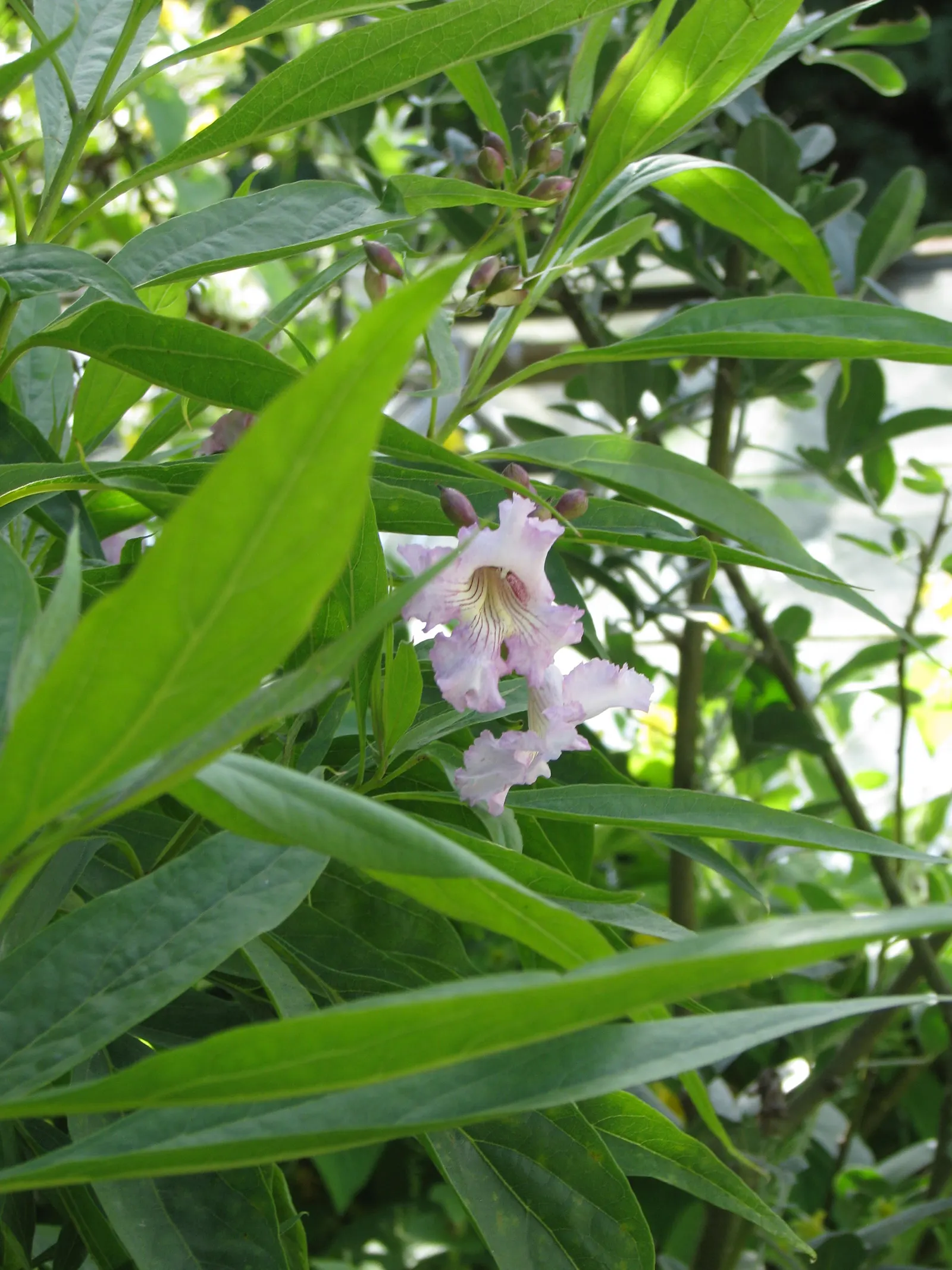 Pink Dawn Chitalpa (Chitalpa X Tashkentensis 'Pink Dawn') — The flowers appear at the branch tips in clusters