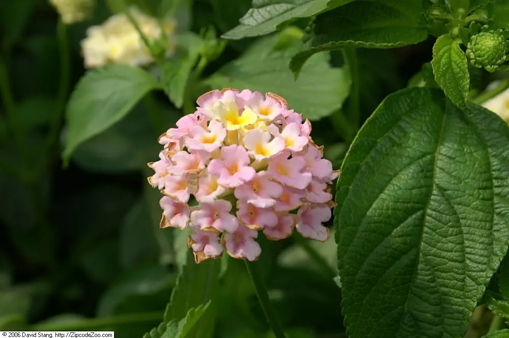 Pink Dawn Chitalpa (Chitalpa X Tashkentensis 'Pink Dawn') — willow-like leaves are bright green