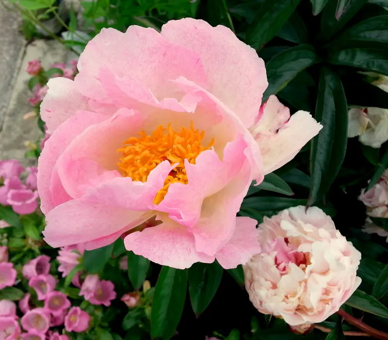 Pink Dawn Chitalpa (Chitalpa X Tashkentensis 'Pink Dawn') — It prefers full sun and well-draining soil, adding a splash of color with minimal maintenance; this