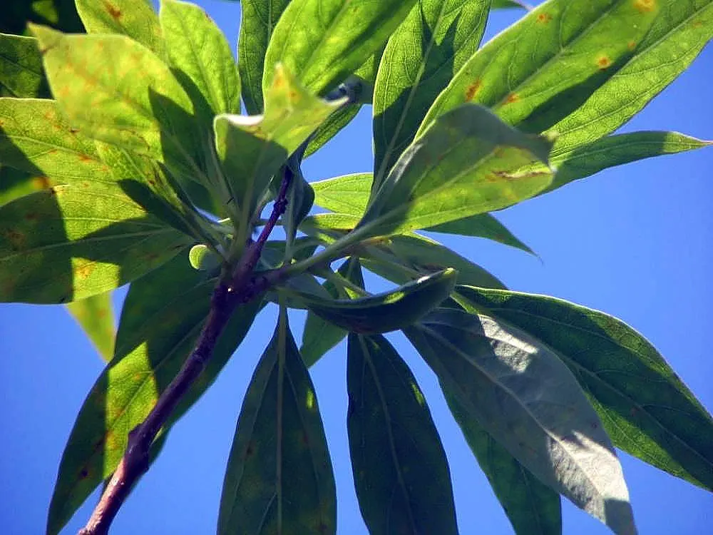 Pink Dawn Chitalpa (Chitalpa X Tashkentensis 'Pink Dawn') — although it can be susceptible to verticillium wilt