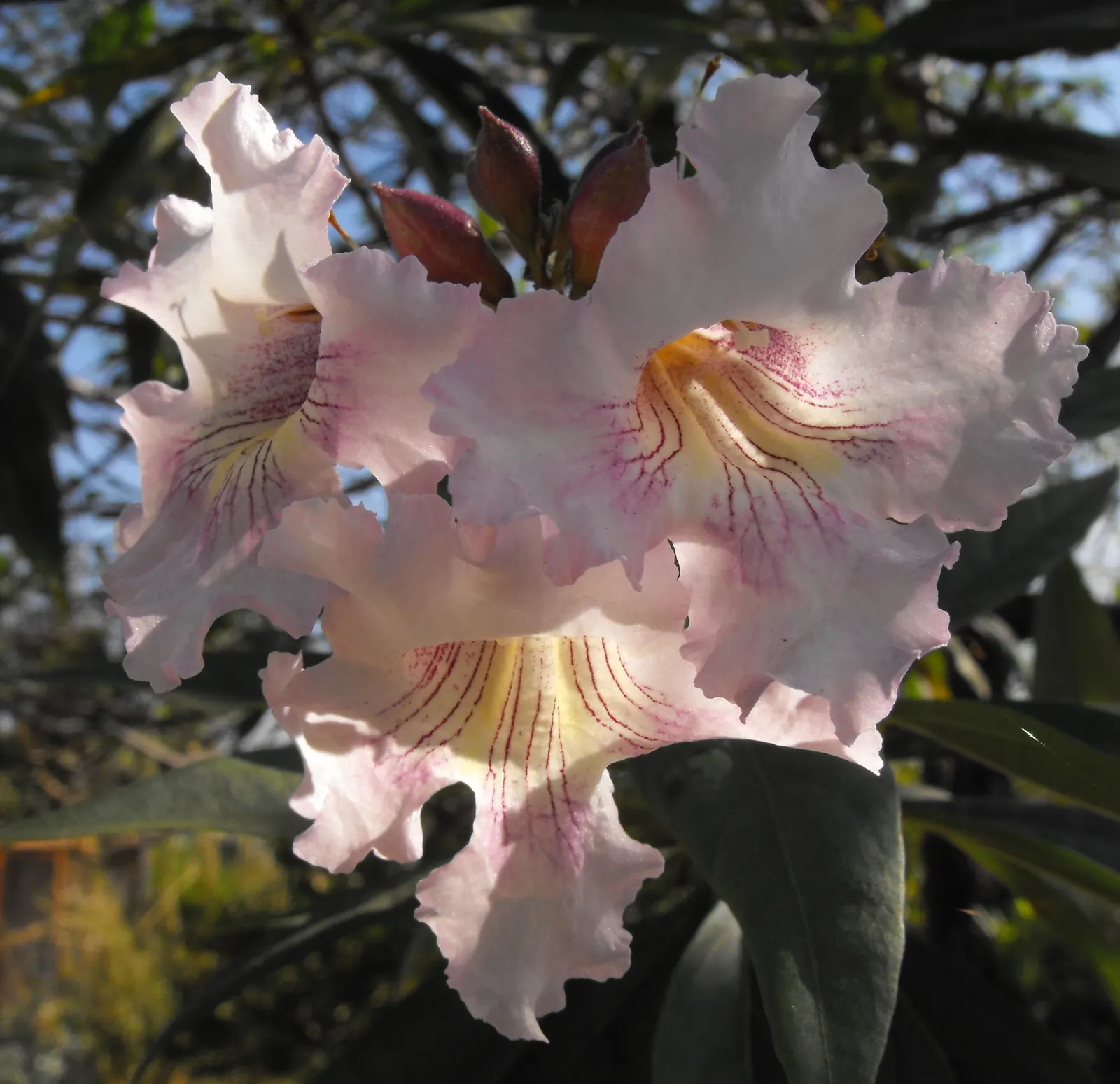 Pink Dawn Chitalpa (Chitalpa X Tashkentensis 'Pink Dawn') — this chitalpa erupts in a profusion of trumpet-shaped; in USDA hardiness zones 6 through 9