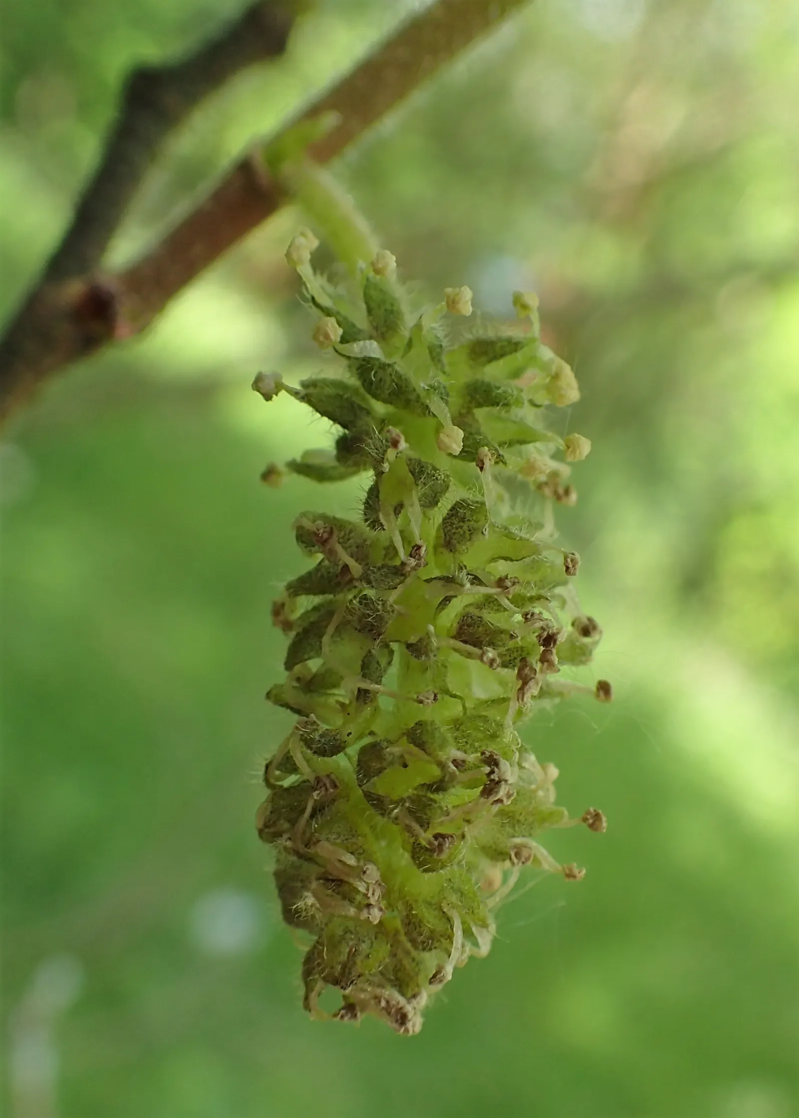 Paper Mulberry (Broussonetia Papyrifera) — offering a verdant focal point or an effective natural screen; this Asian native sports broad, lobed, image 78