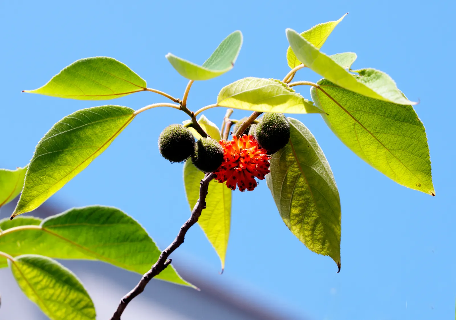 Paper Mulberry (Broussonetia Papyrifera) — ranging from lobed to unlobed forms; is a deciduous tree hailing from the Moraceae family