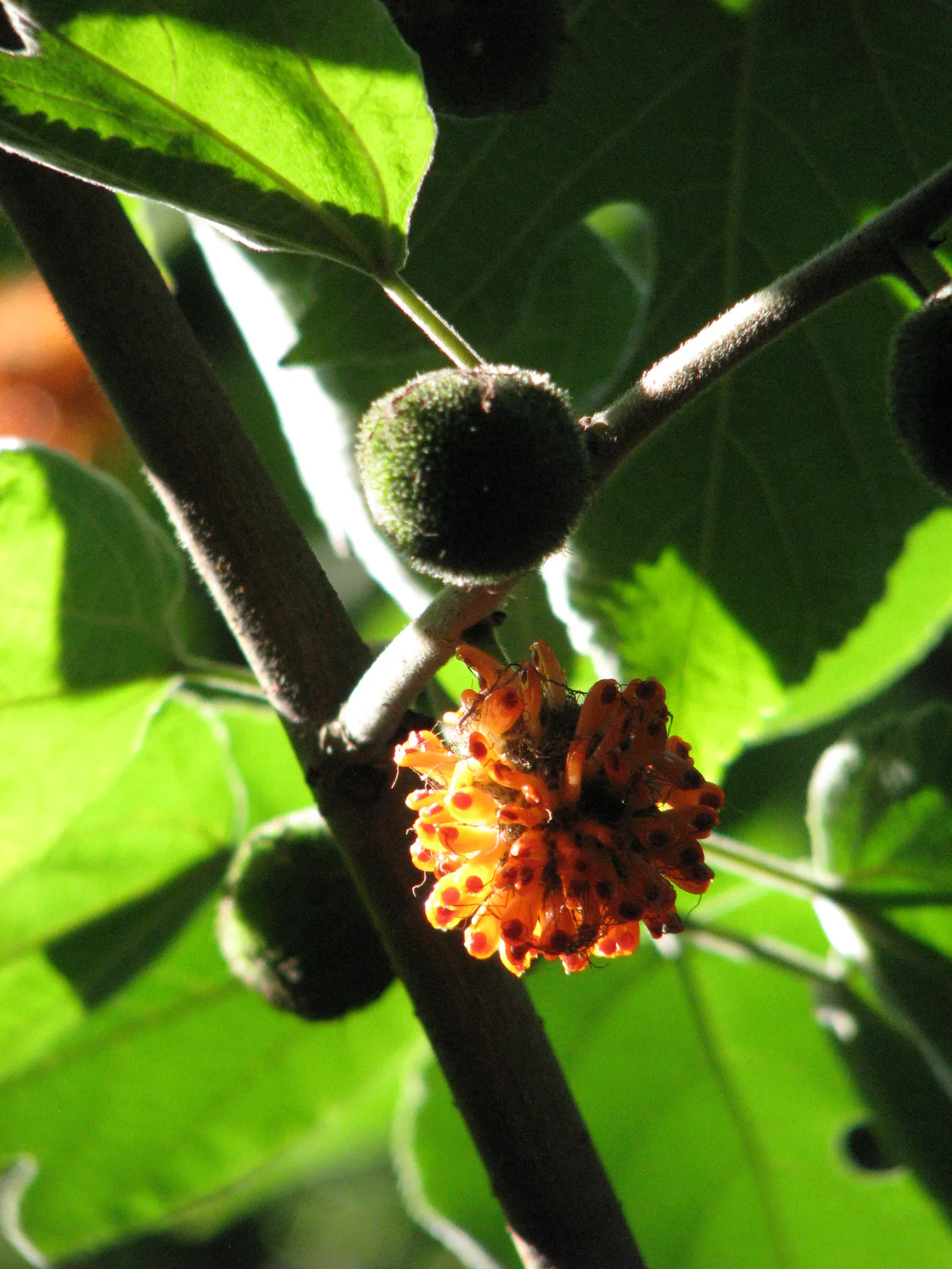 Paper Mulberry (Broussonetia Papyrifera) — This Asian native sports broad, lobed leaves, which offer dense shade, and bears non-showy flowers; the, image 57