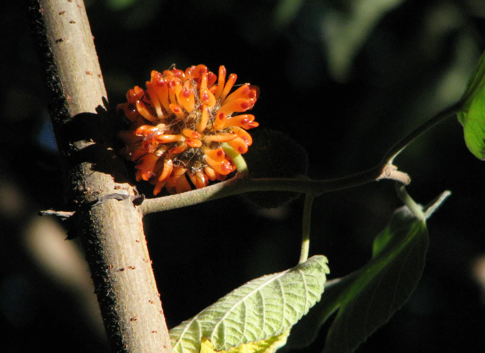 Paper Mulberry (Broussonetia Papyrifera) — is a deciduous tree hailing from the Moraceae family; including those with poor nutrition, image 88