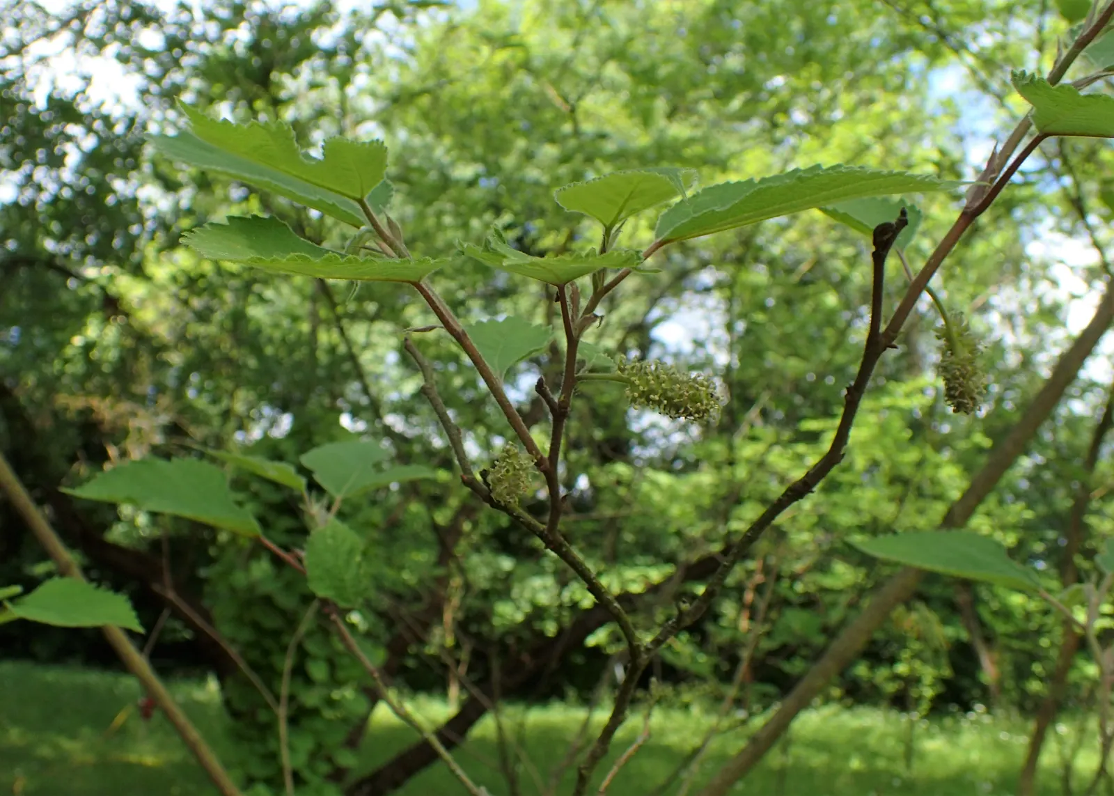 Paper Mulberry (Broussonetia Papyrifera) — typically extending from 30 to 40 feet; though it thrives best in well-drained soil