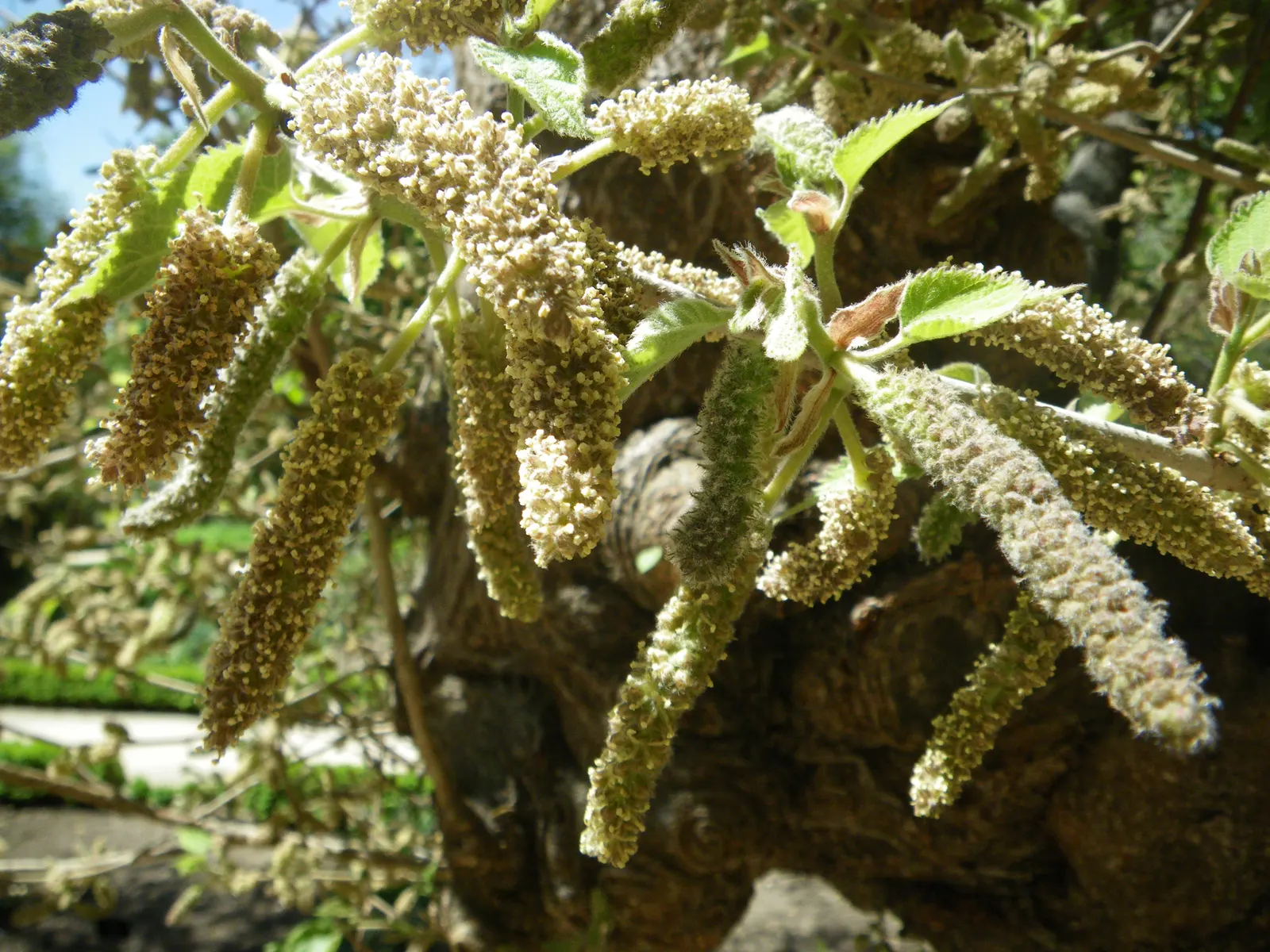 Paper Mulberry (Broussonetia Papyrifera) — with leaves that vary dramatically in shape even on the same branch