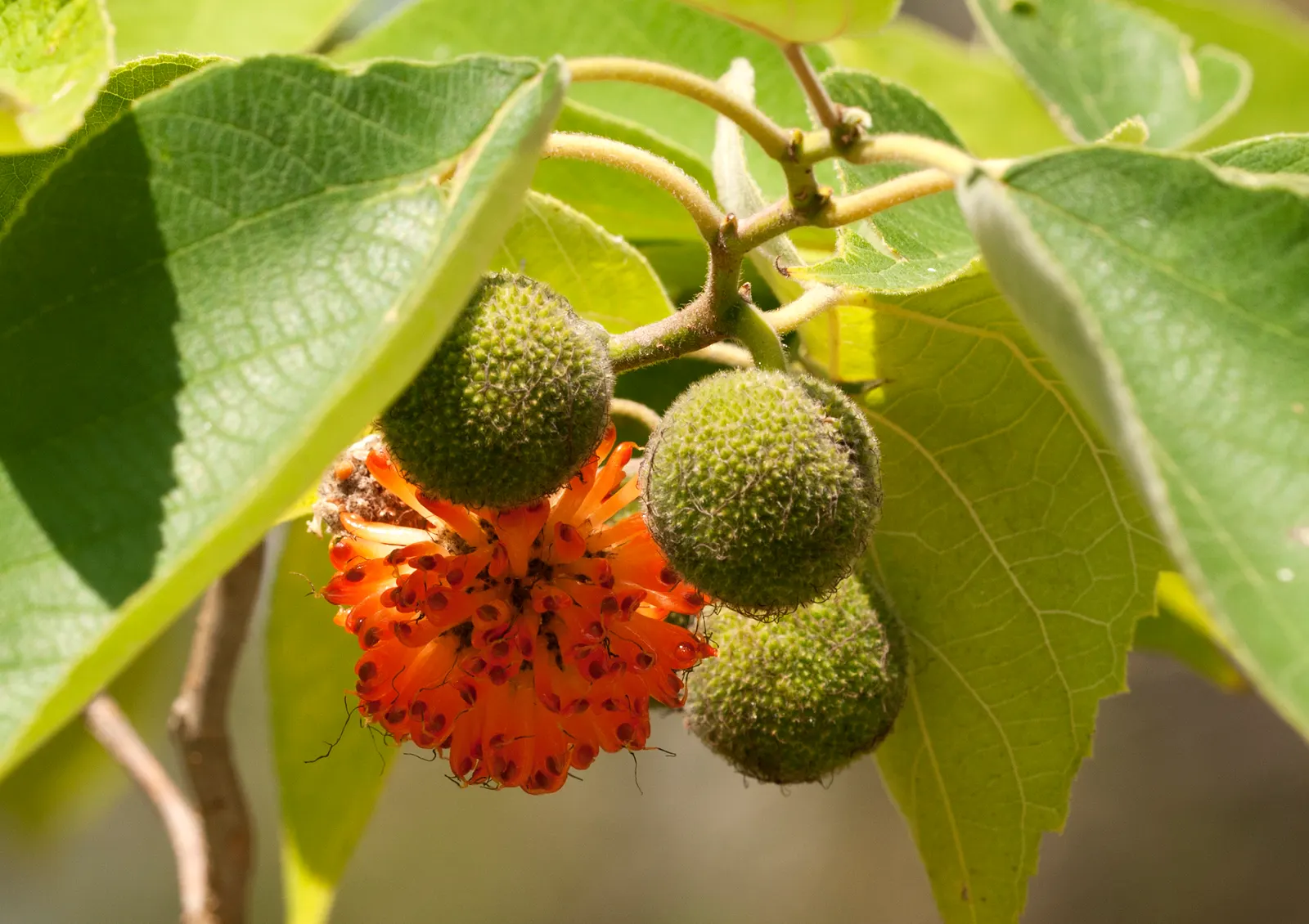 Paper Mulberry (Broussonetia Papyrifera) — typically extending from 30 to 40 feet; though it thrives best in well-drained soil, image 65