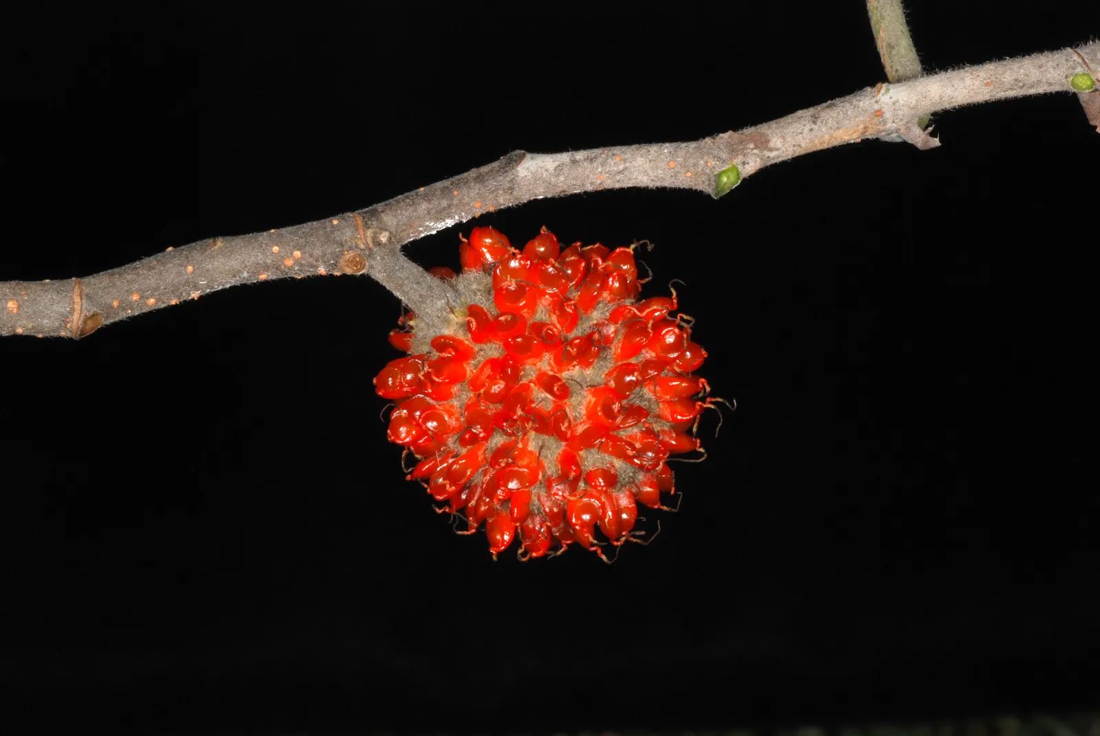 Paper Mulberry (Broussonetia Papyrifera) — with leaves that vary dramatically in shape even on the same branch; tree for full or half, image 93
