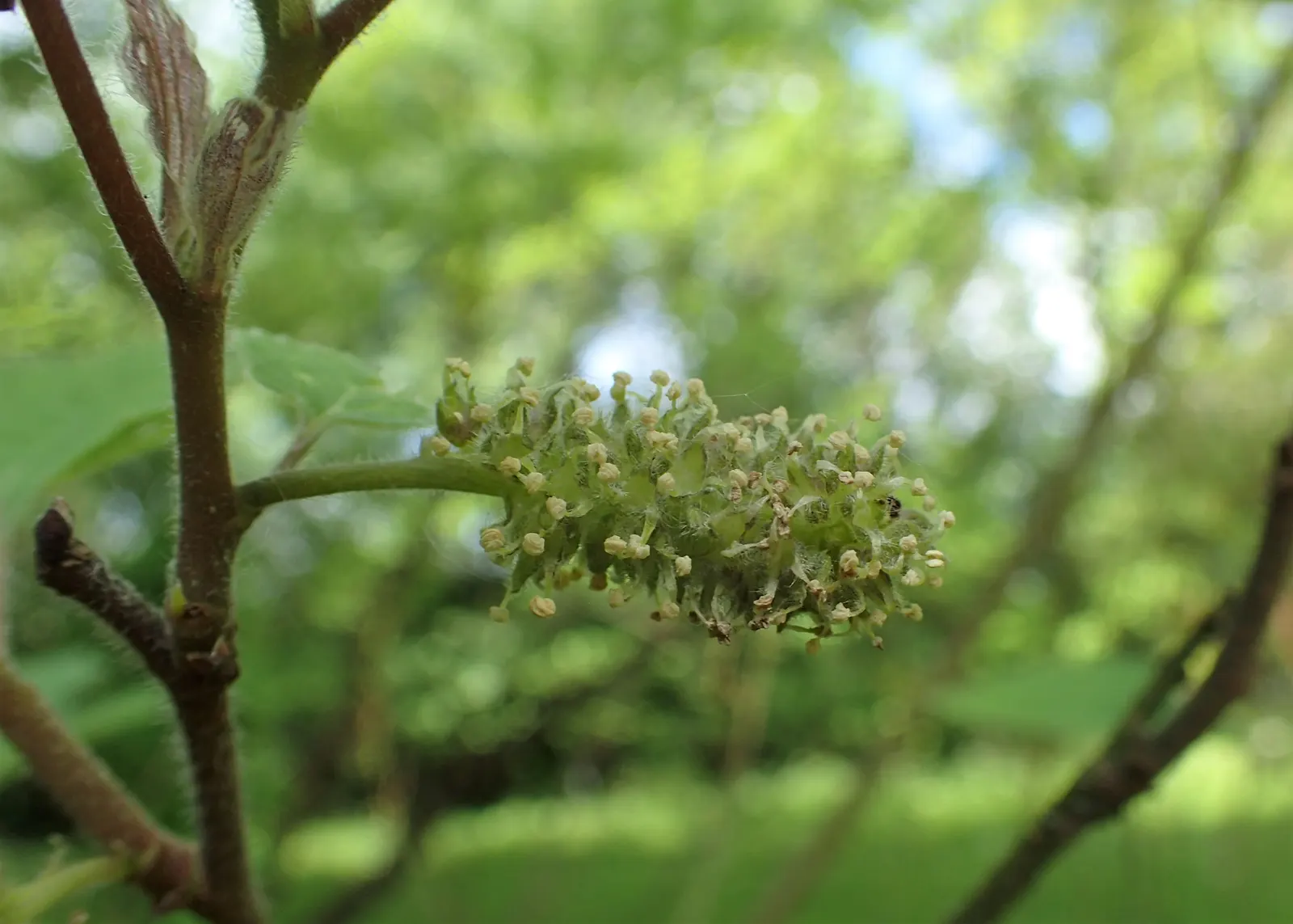 Paper Mulberry (Broussonetia Papyrifera) — with leaves that vary dramatically in shape even on the same branch; tree for full or half, image 66
