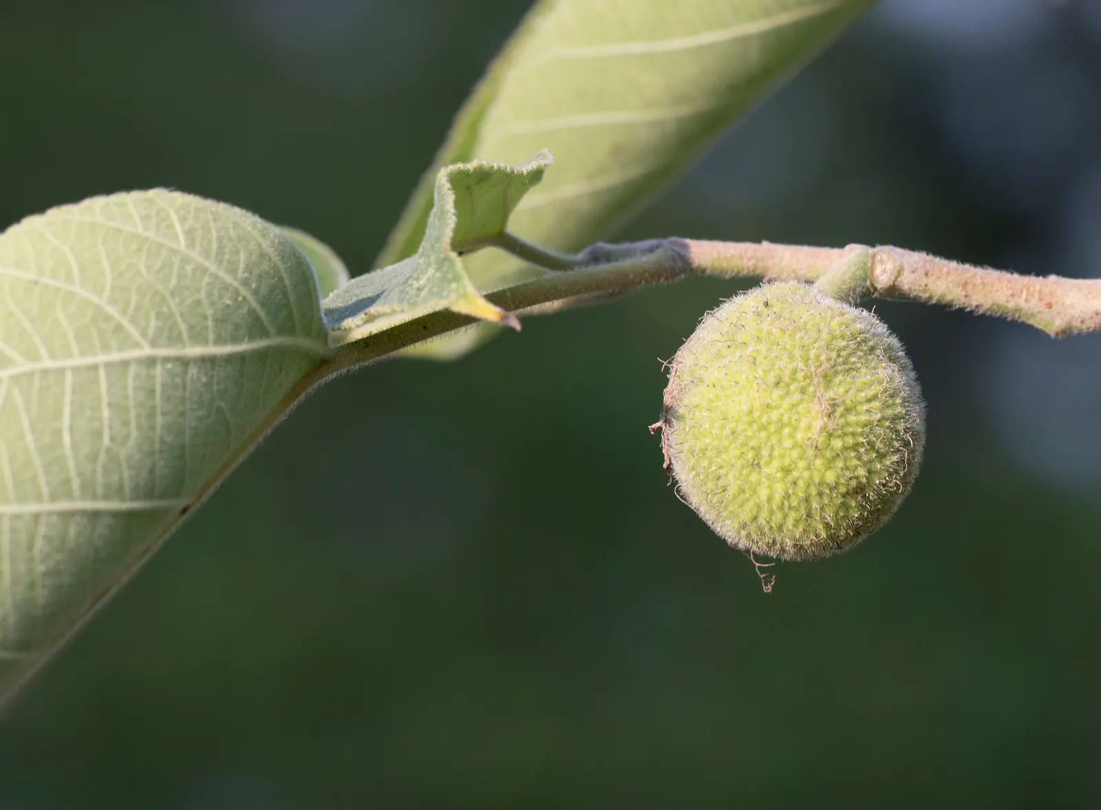 Paper Mulberry (Broussonetia Papyrifera) — renowned as much for its historical significance in paper making as for its lush garden aesthetics