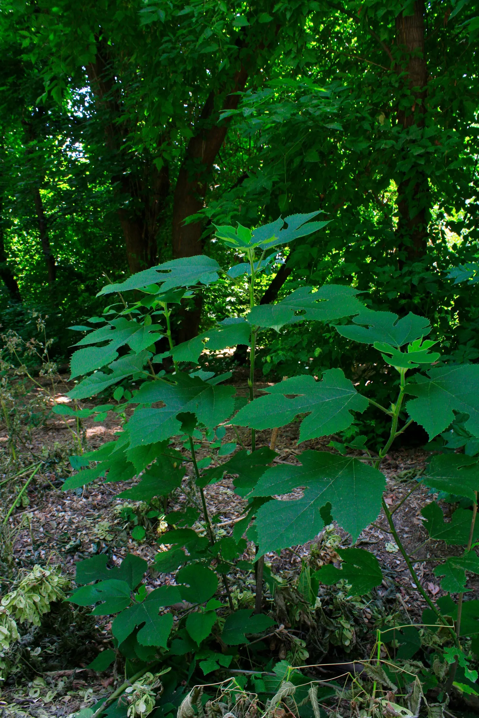 Paper Mulberry (Broussonetia Papyrifera) — This Asian native sports broad, lobed leaves, which offer dense shade, and bears non-showy flowers; the, image 84