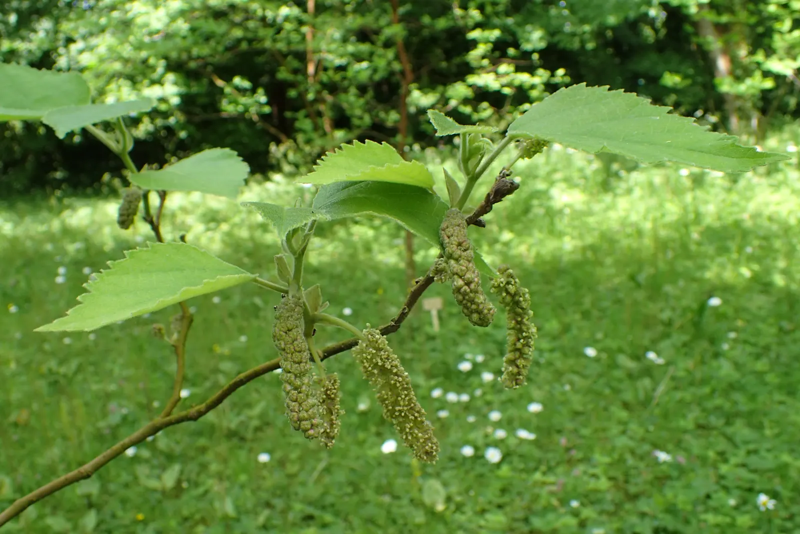 Paper Mulberry (Broussonetia Papyrifera) — It is also resilient to drought and air pollution, making it a sturdy choice for urban environments; this hardy