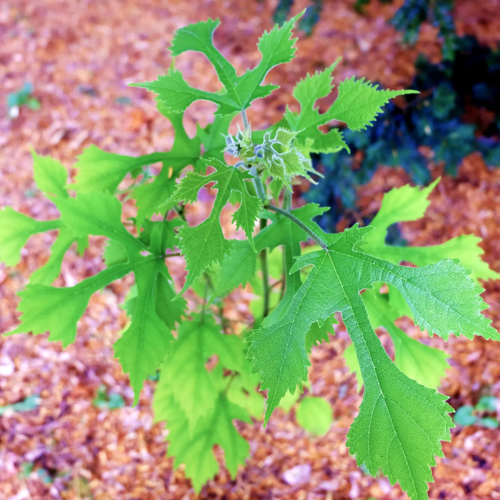 Paper Mulberry (Broussonetia Papyrifera) — tree for full or half