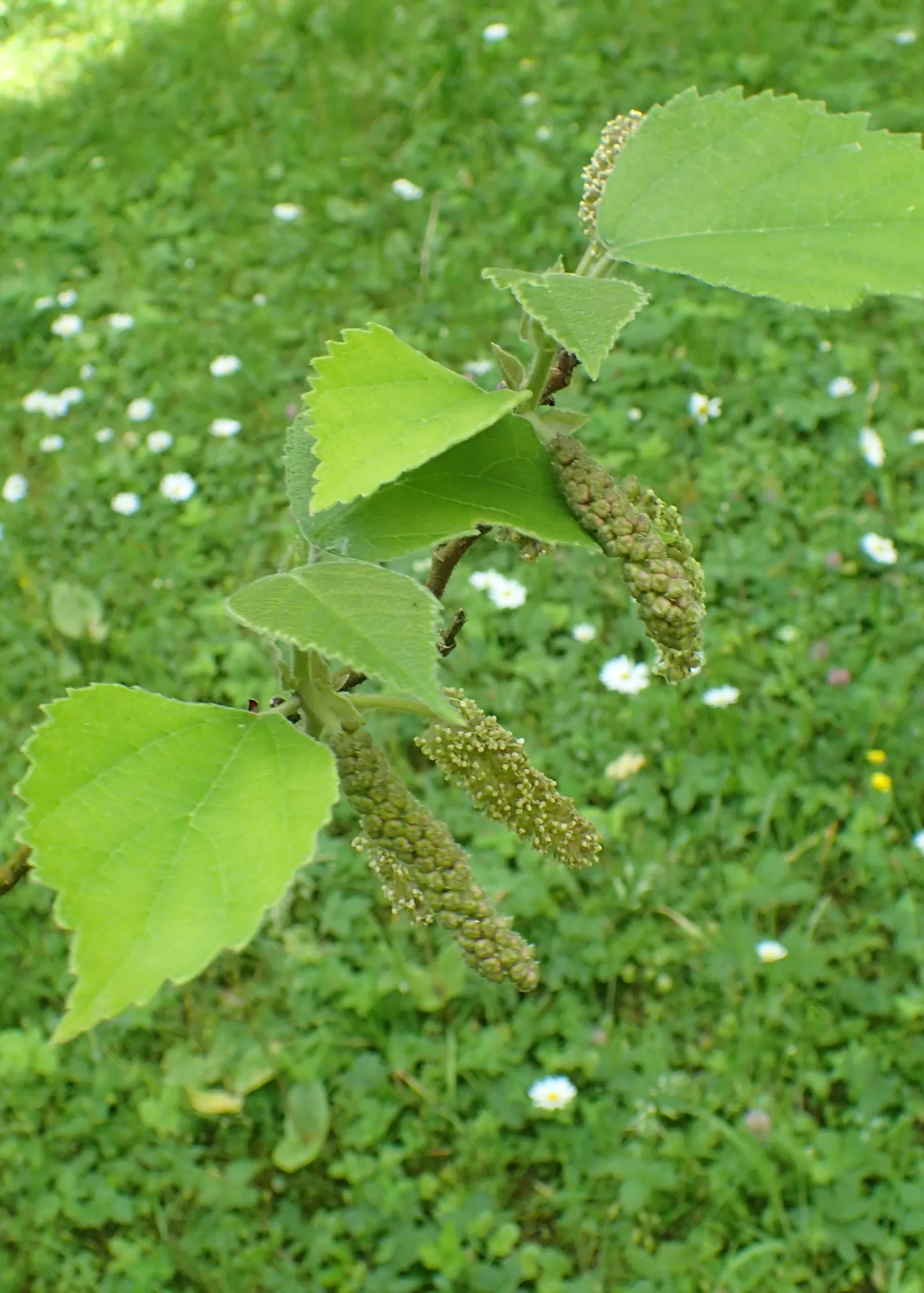 Paper Mulberry (Broussonetia Papyrifera) — This hardy species can reach impressive heights of 35 to 50 feet with a broad; scientifically named, image 63