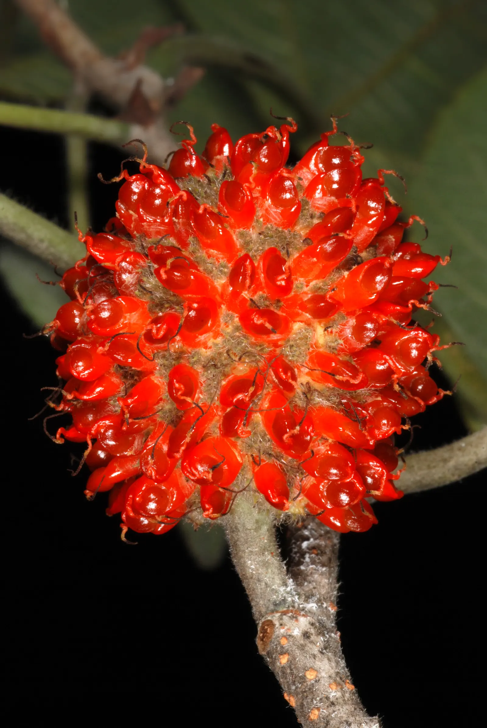 Paper Mulberry (Broussonetia Papyrifera) — tree for full or half; offering a verdant focal point or an effective natural screen, image 81