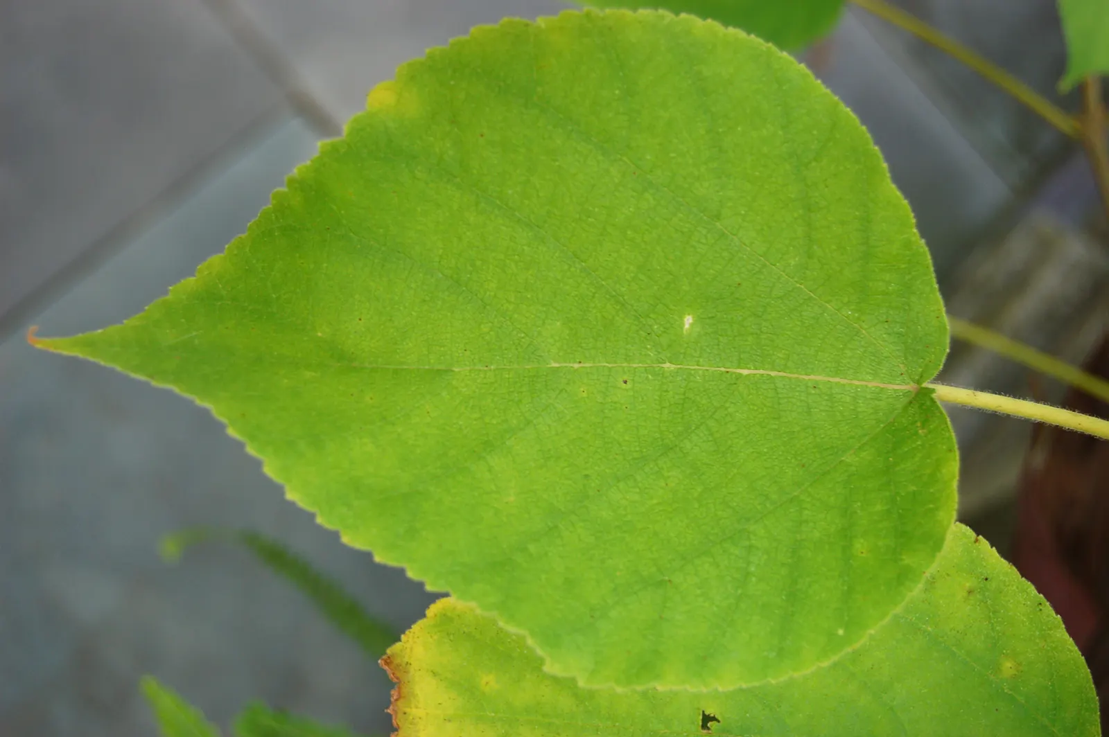 Paper Mulberry (Broussonetia Papyrifera) — It thrives in USDA zones 7-10, preferring full sun to partial shade and adaptable to various soils, image 58