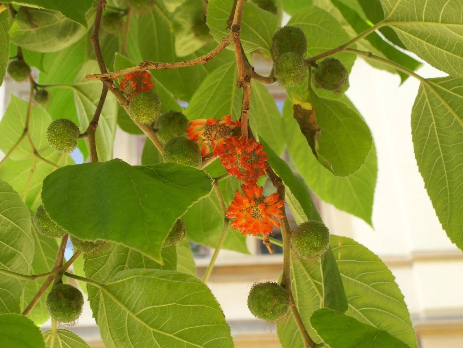 Paper Mulberry (Broussonetia Papyrifera) — The fruits are edible when ripe
