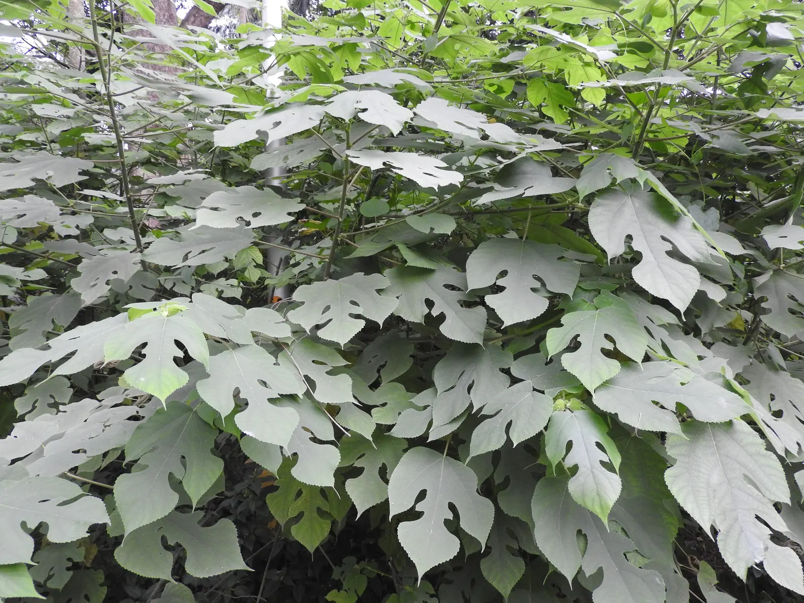 Paper Mulberry (Broussonetia Papyrifera) — This hardy species can reach impressive heights of 35 to 50 feet with a broad