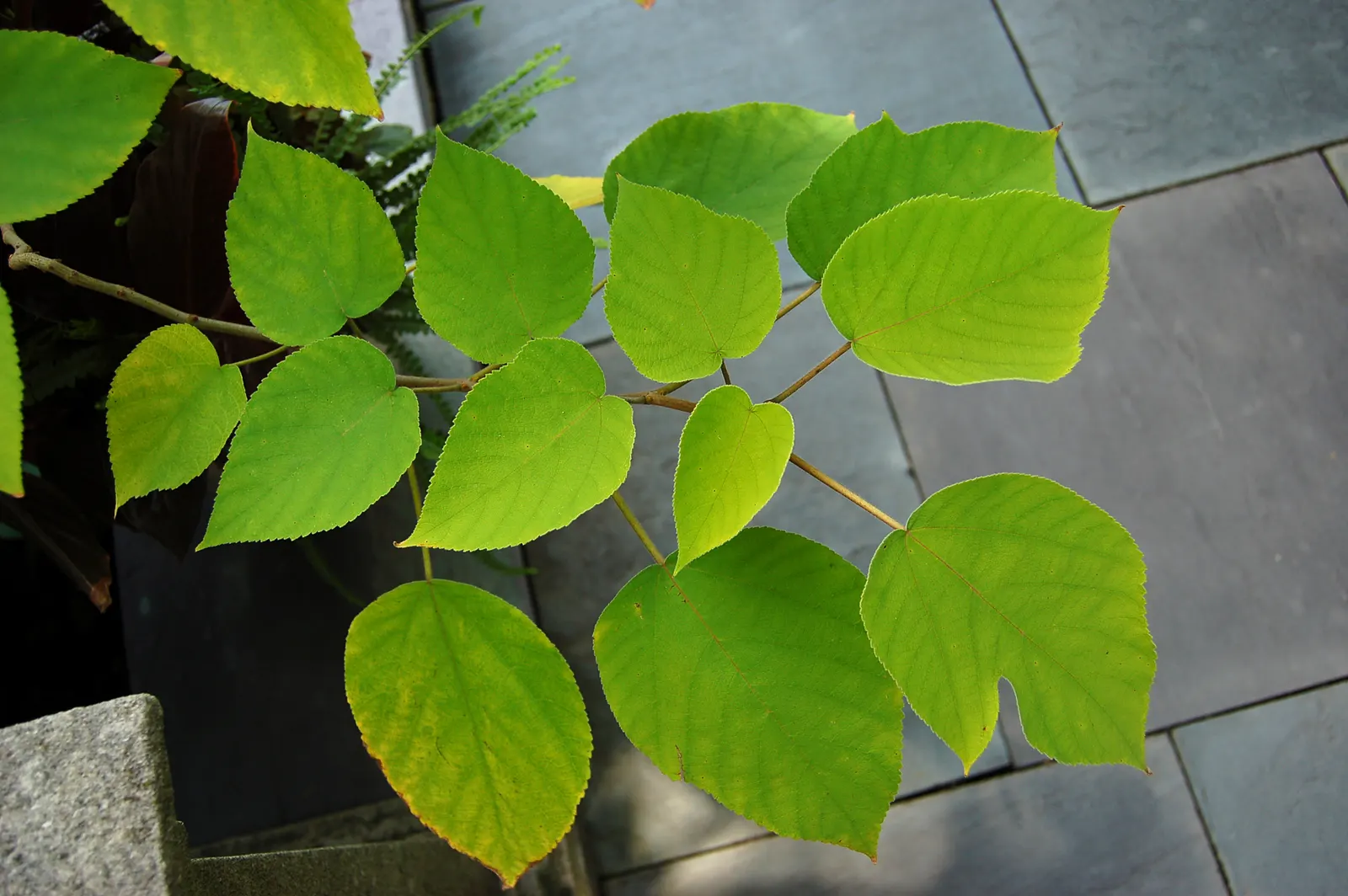 Paper Mulberry (Broussonetia Papyrifera) — and it's prudent to check local regulations before planting