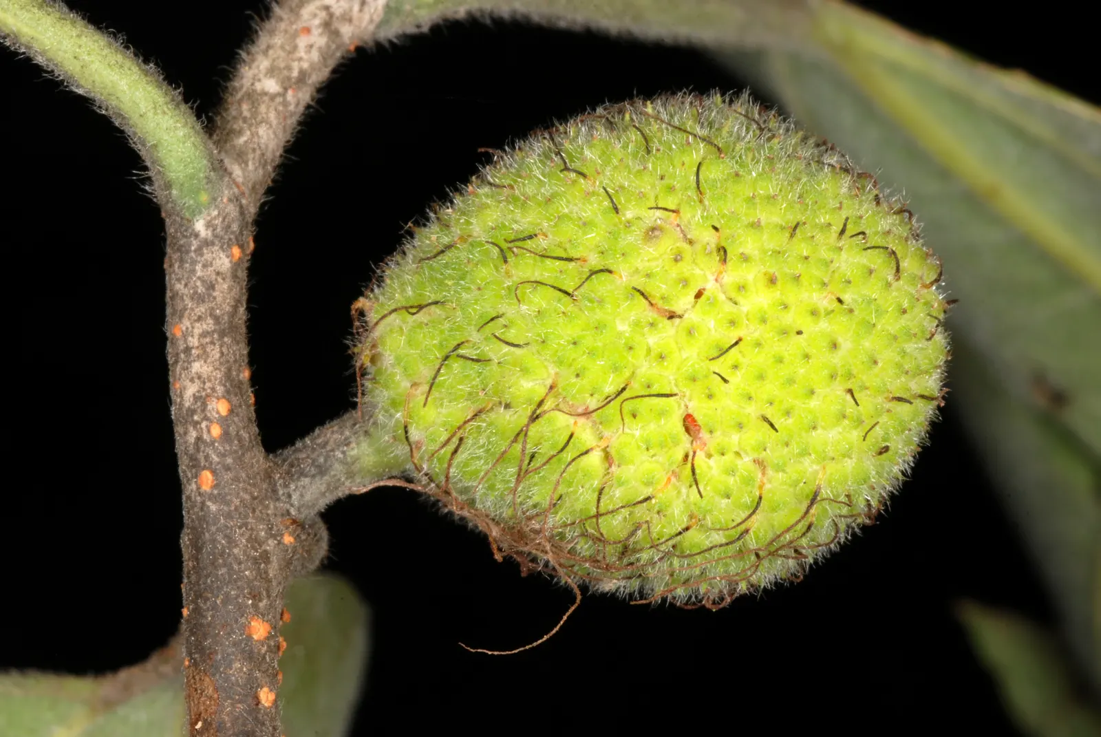 Paper Mulberry (Broussonetia Papyrifera) — including those with poor nutrition; caution should be exercised as this species can be invasive in some, image 73